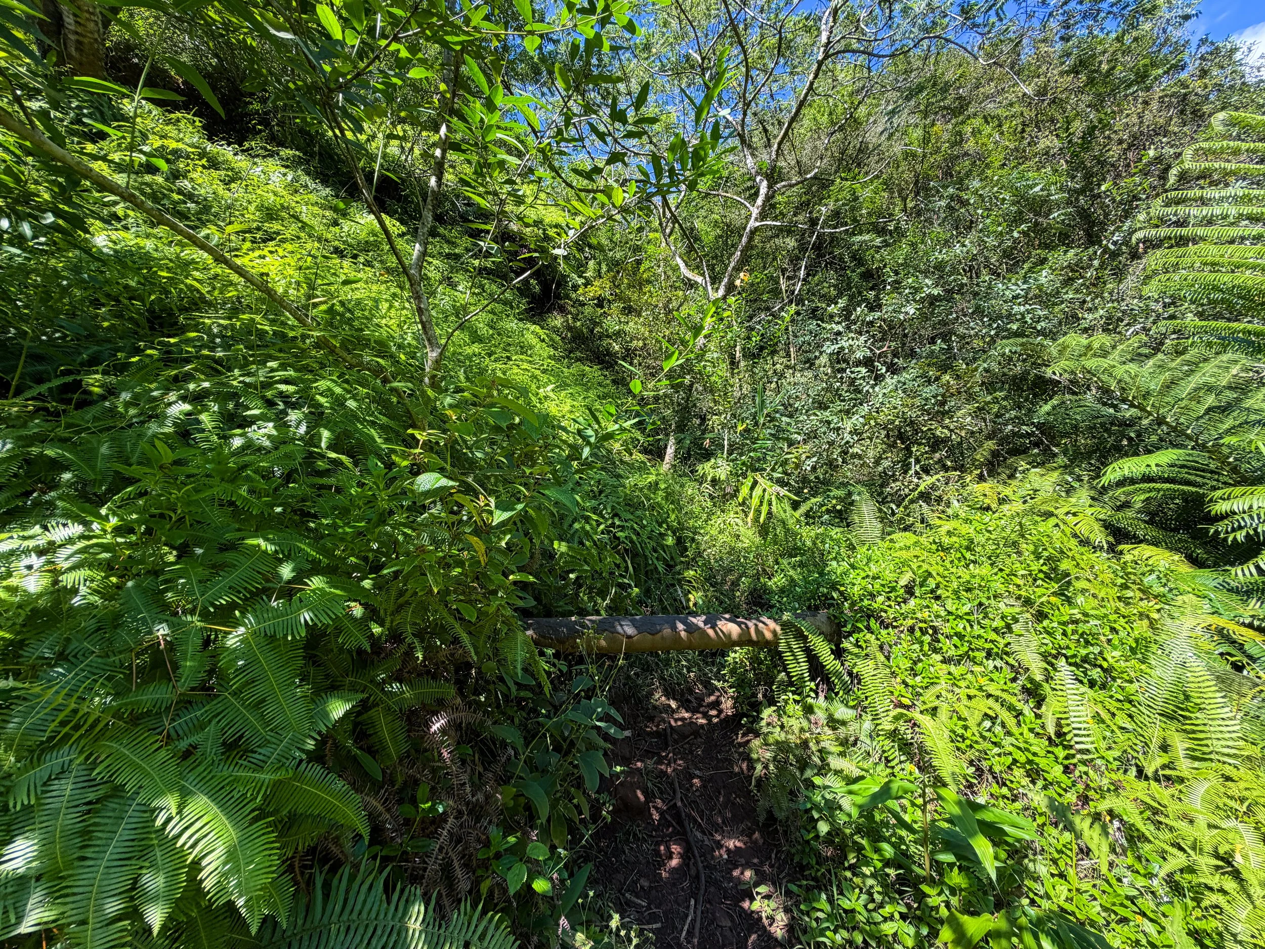Kaau Crater Hike Oahu Hawaii