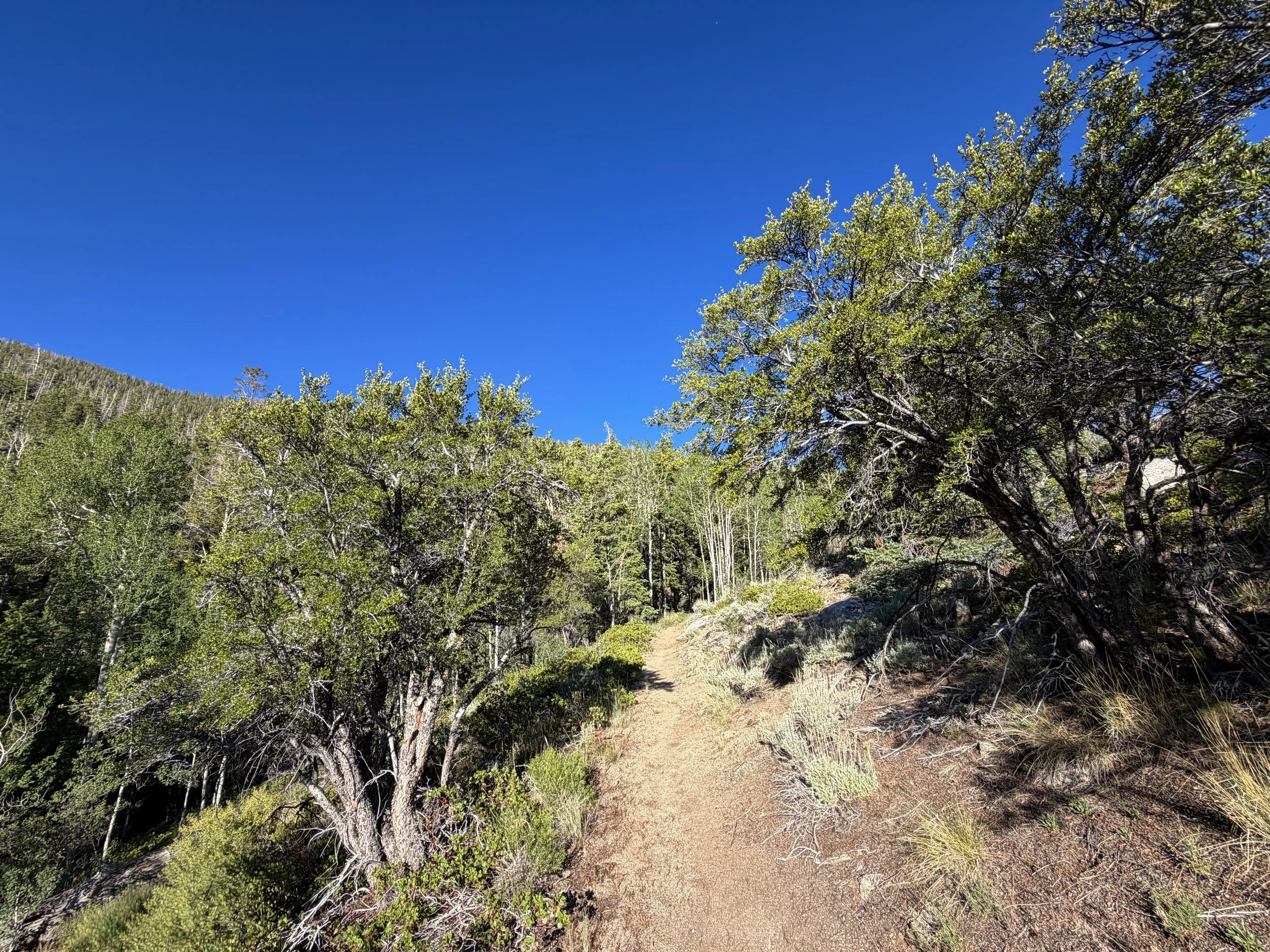Snake Divide Trail Great Basin National Park Nevada
