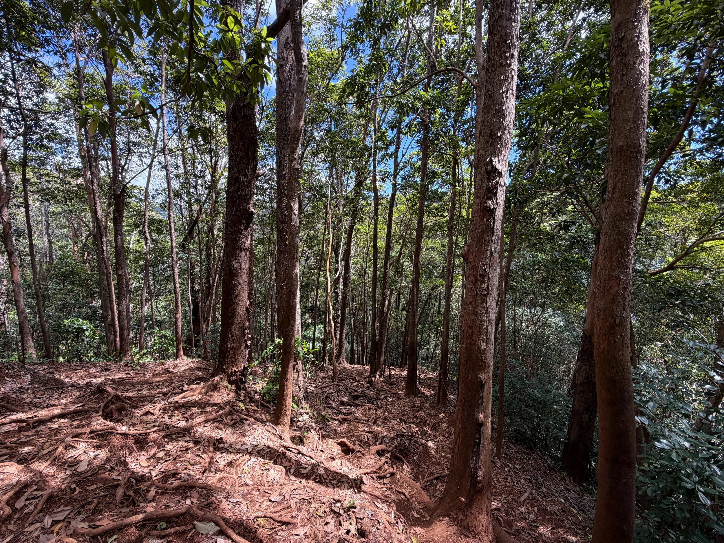 Waimano Falls Hike Oahu Hawaii