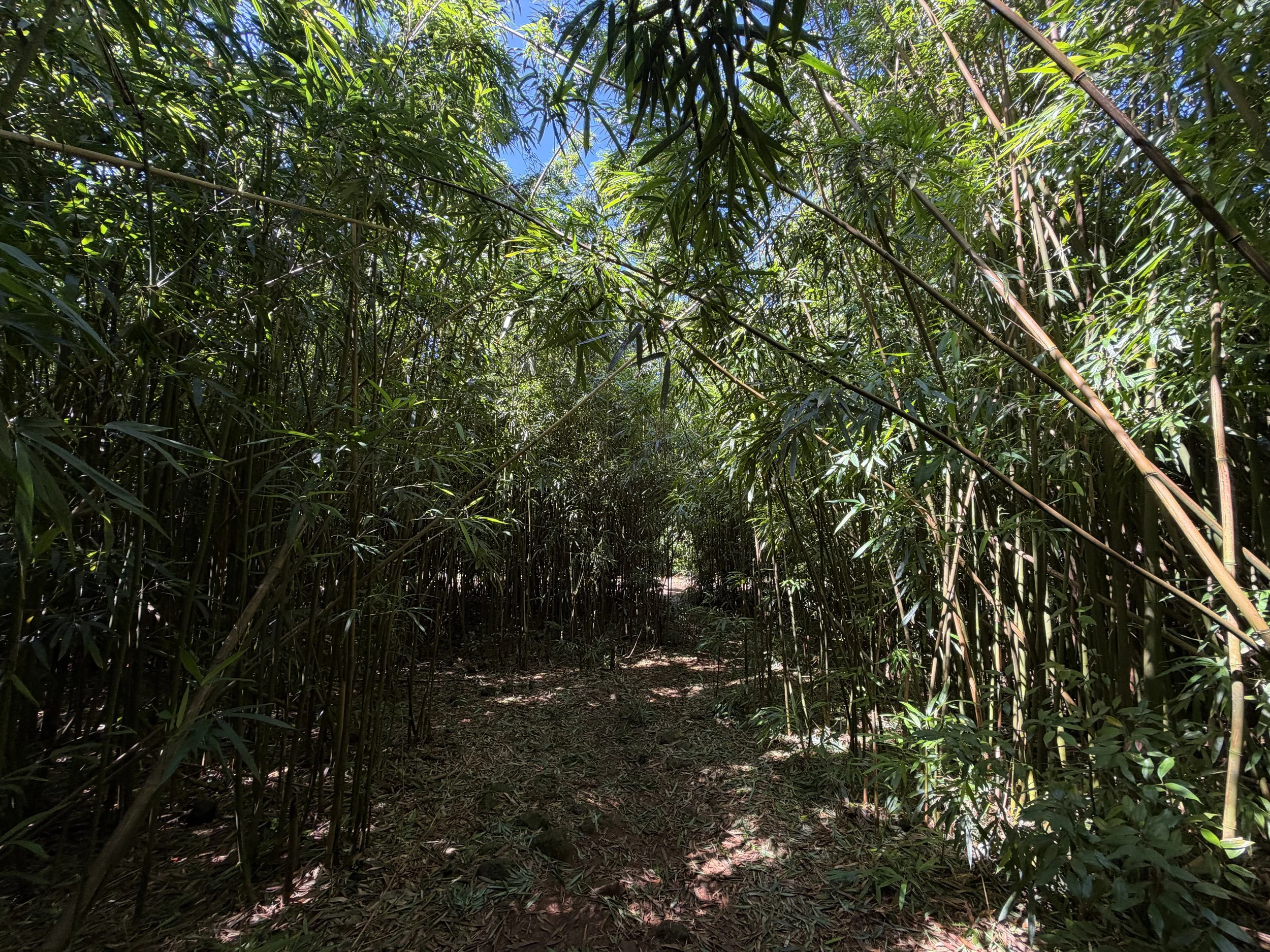 Lulumahu Falls Trail Oahu Hawaii