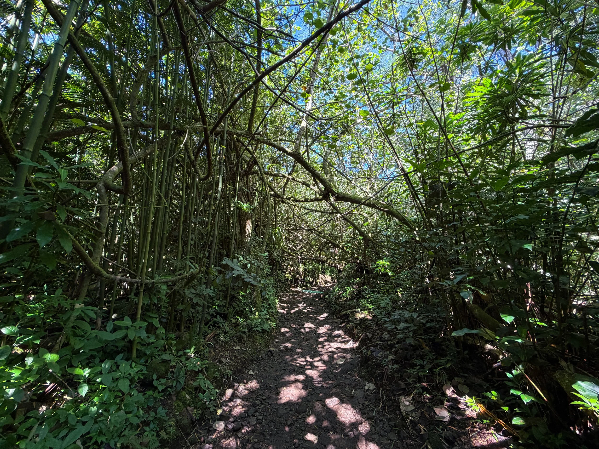 Manoa Falls Hike Oahu Hawaii