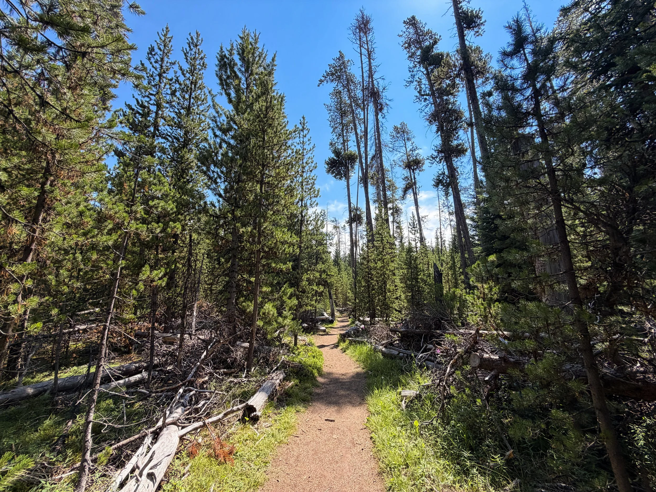 Storm Point Loop Trail Yellowstone National Park Wyoming