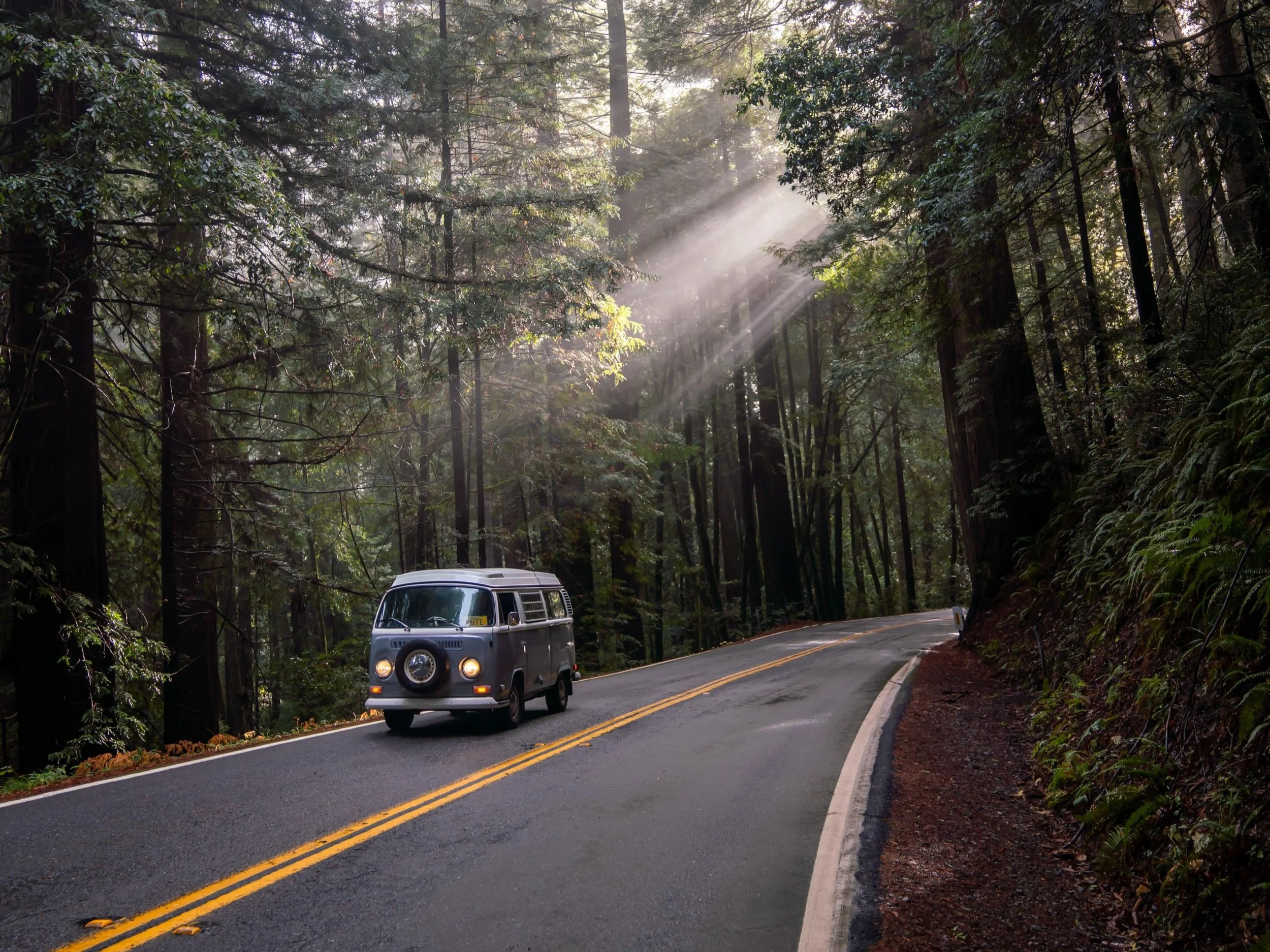 Avenue of the Giants
