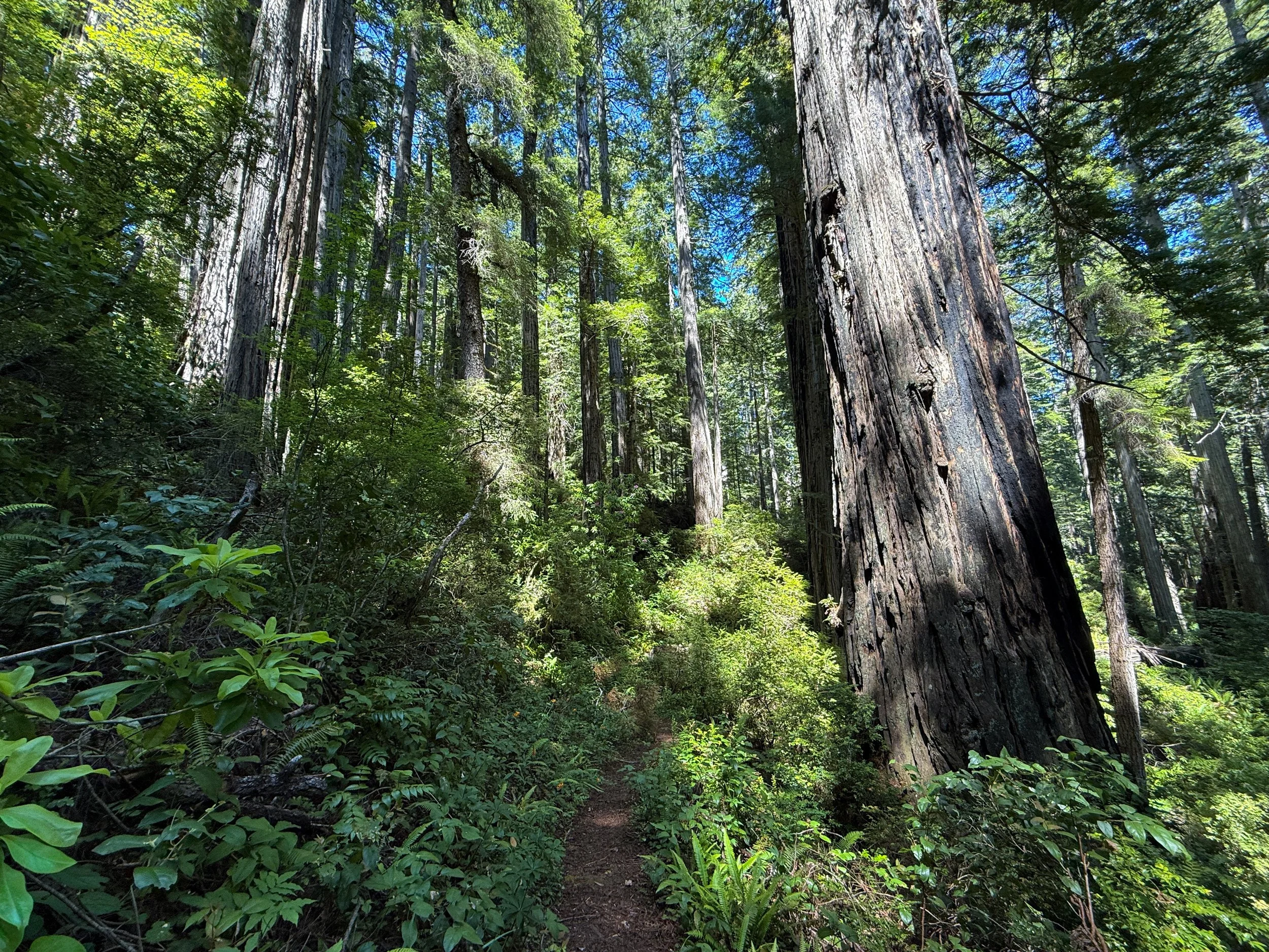Ten Taypo–Hope Creek Loop Trail Prairie Creek Redwoods State Park California