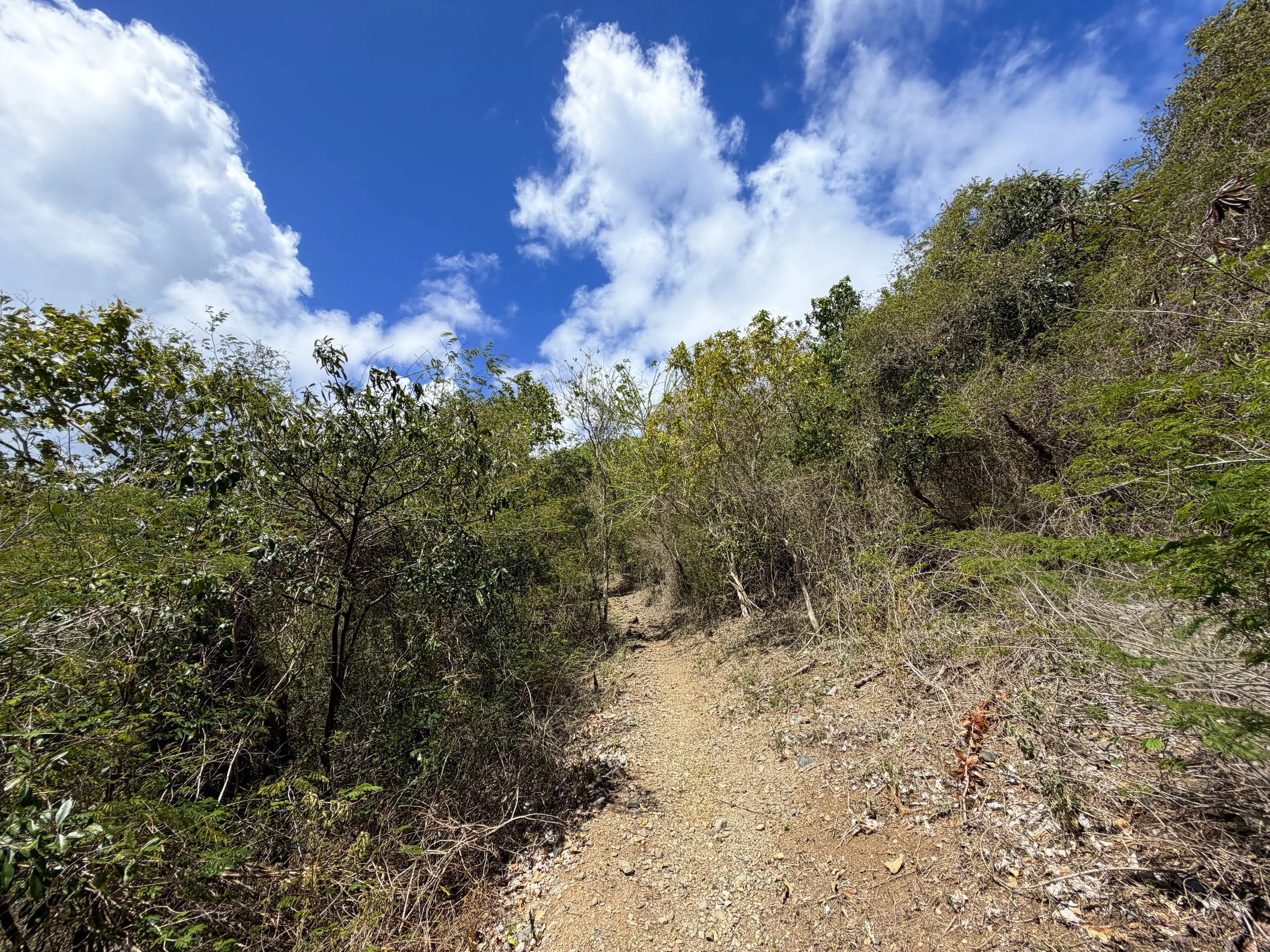 Brown Bay Trail Virgin Islands National Park