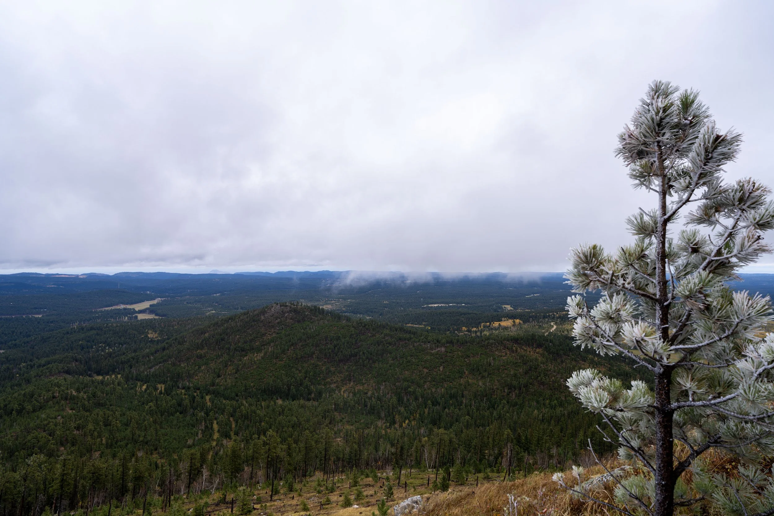 Custer Peak Trail Black Hills South Dakota