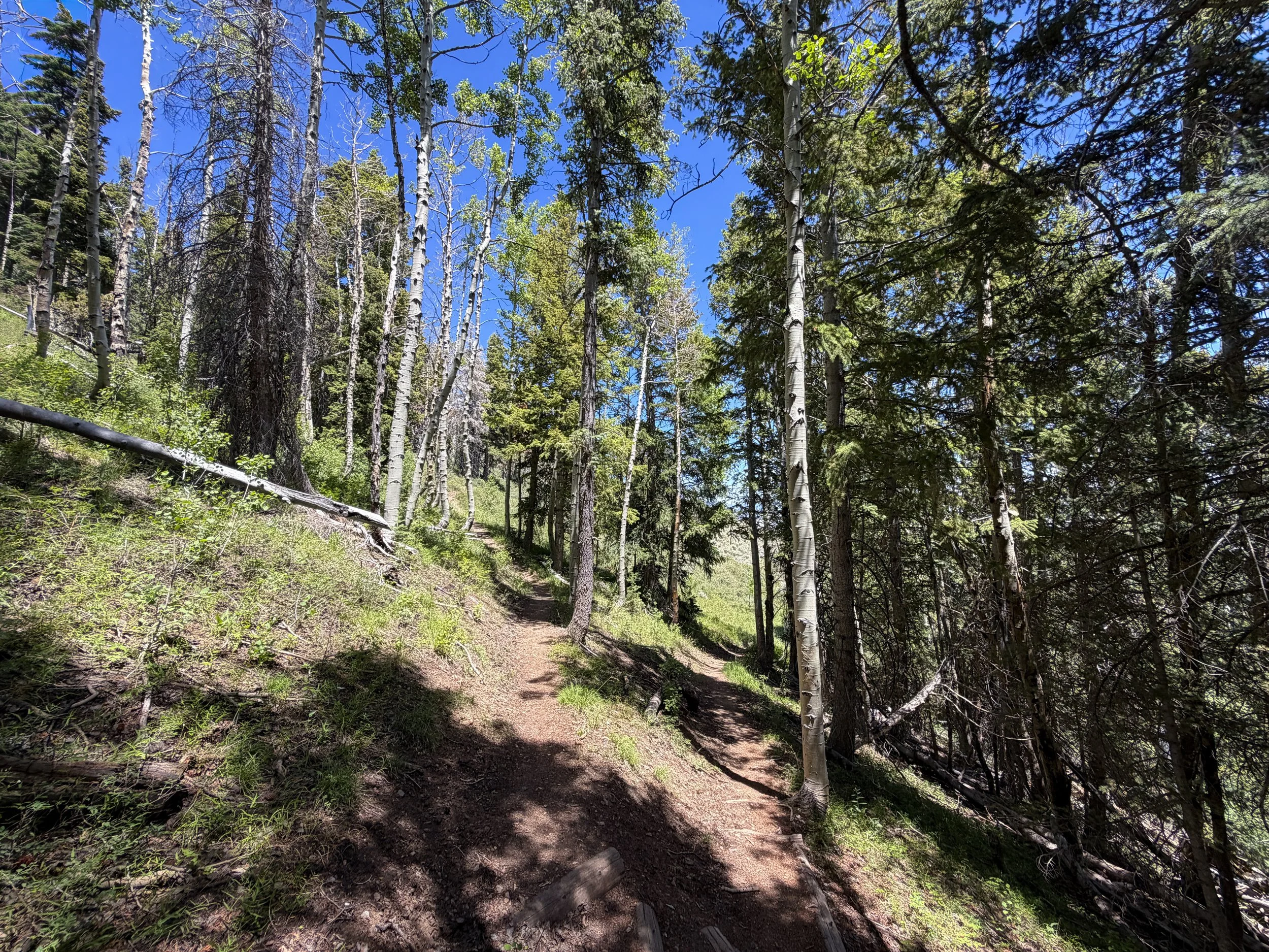 Timber Creek Loop Hike Great Basin National Park Nevada