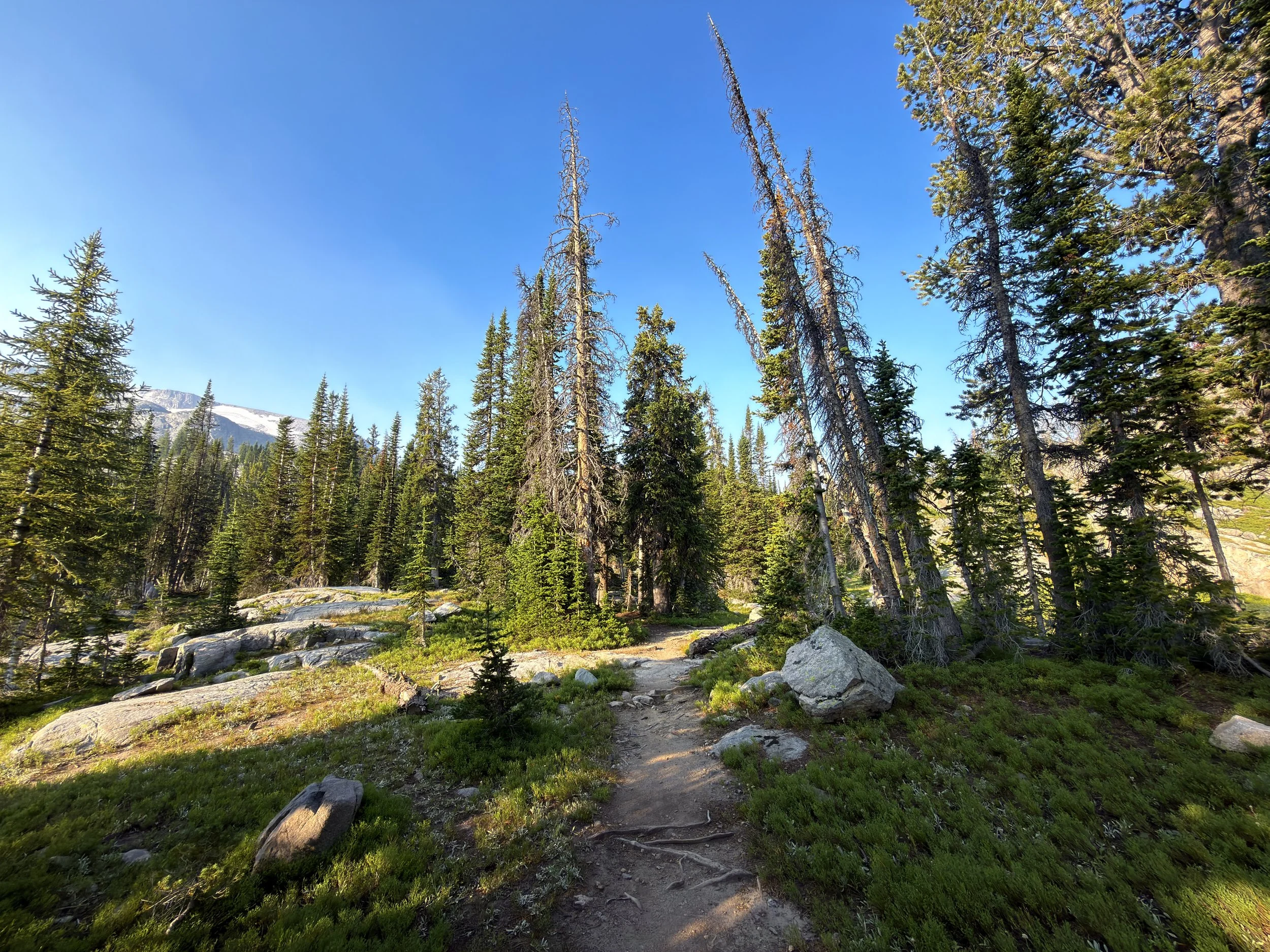 Beaten Path Trail Beartooth Mountains Montana