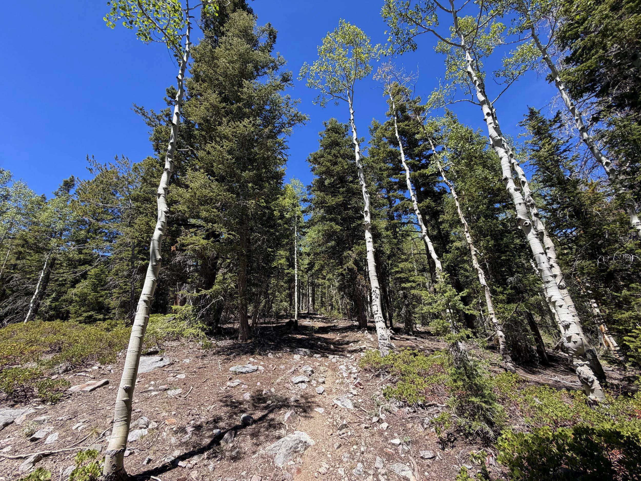 Dead Lake Hike Great Basin National Park Nevada