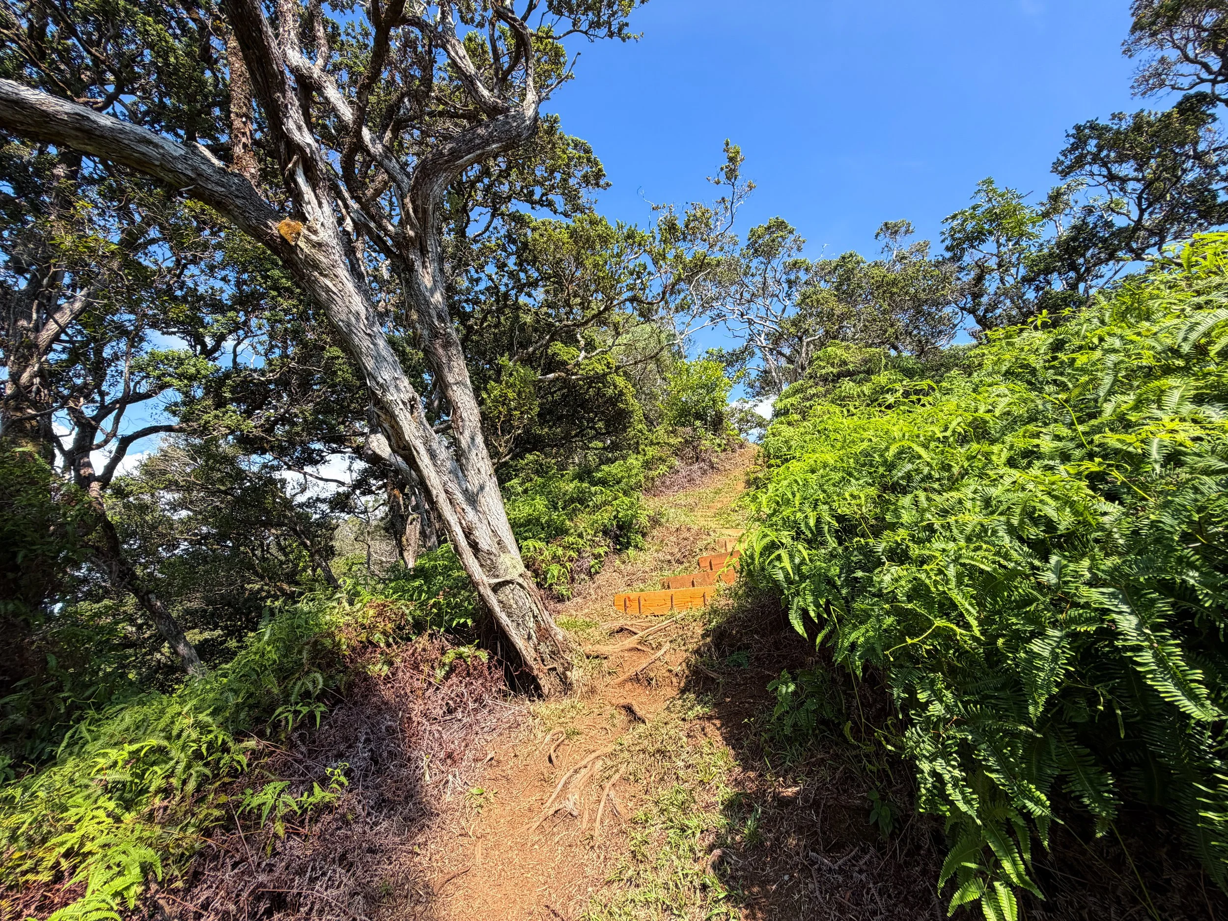 Nuuanu Trail Oahu Hawaii