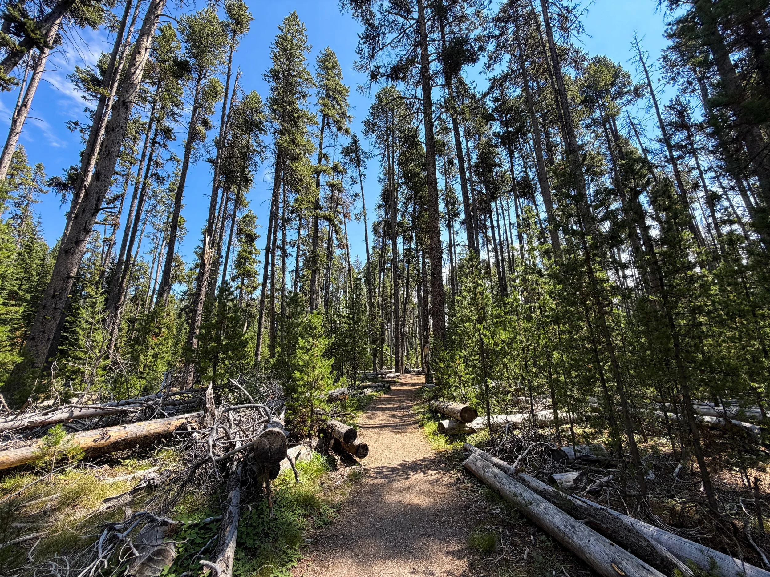 Storm Point Loop Trail Yellowstone National Park Wyoming