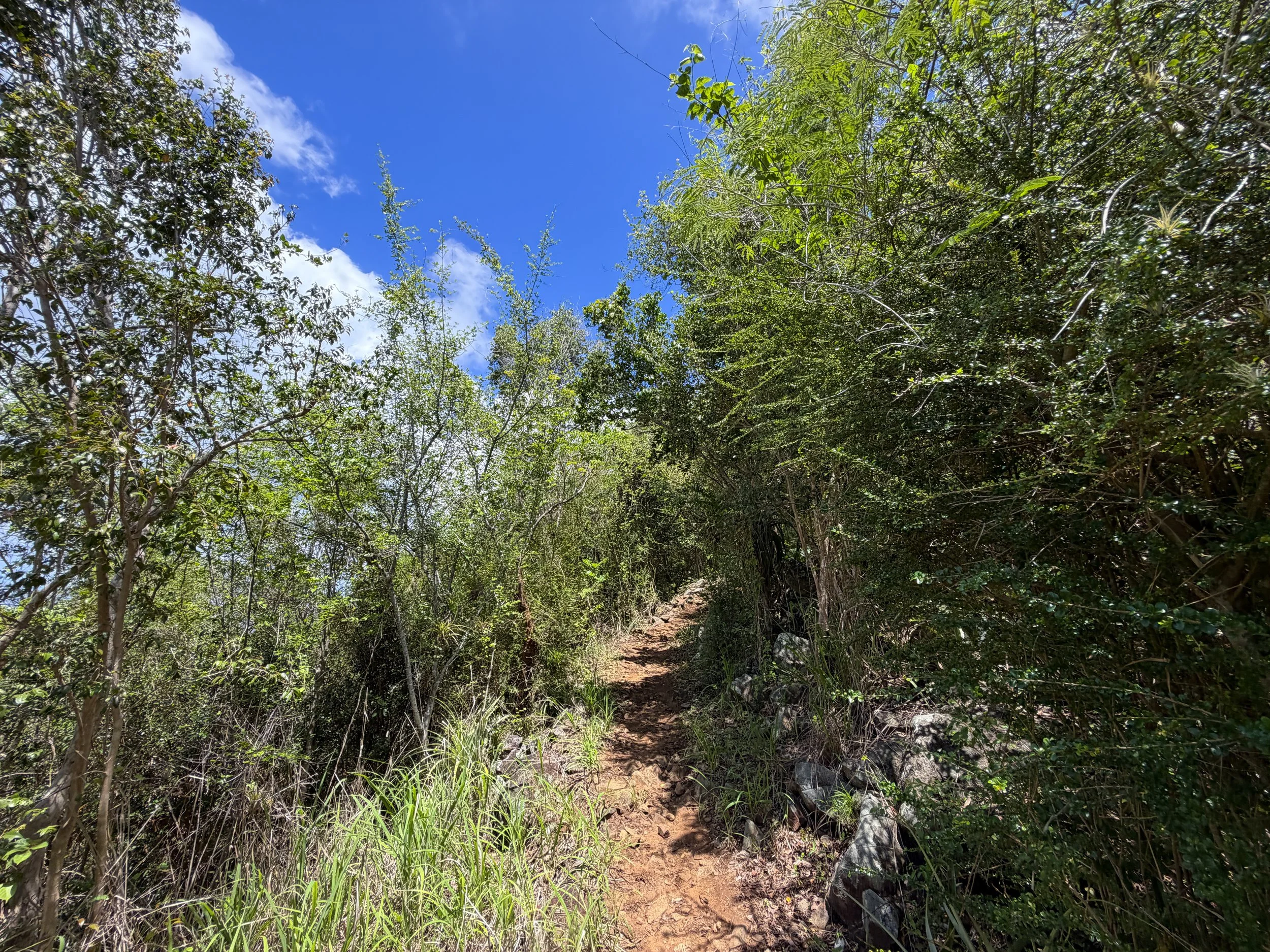 Caneel Hill Hike Virgin Islands National Park