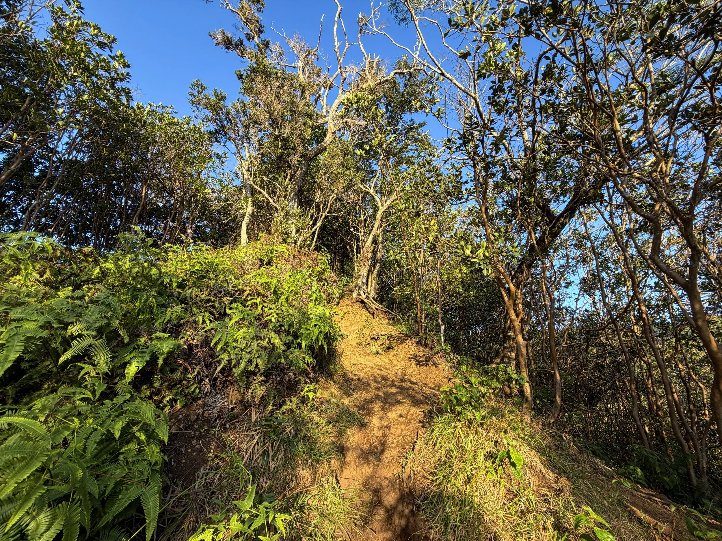 Moanalua Middle Ridge Trail Oahu Hawaii