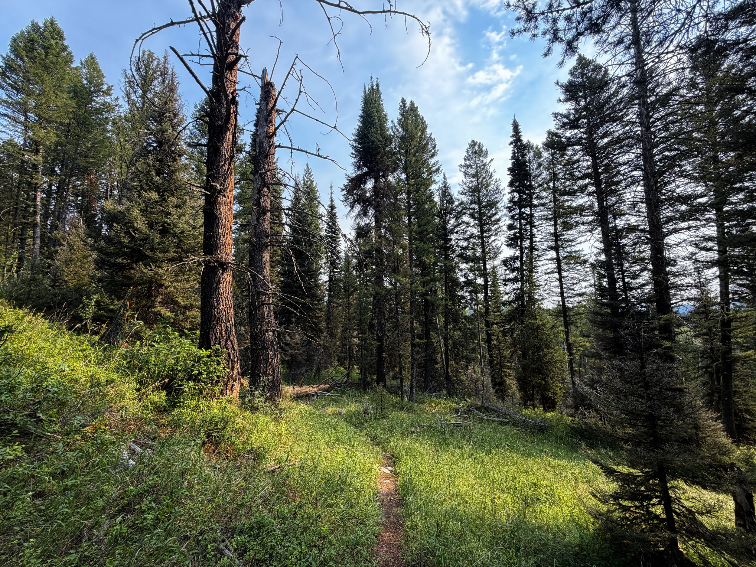 Aspen Ridge Loop Trail Grand Teton National Park Wyoming