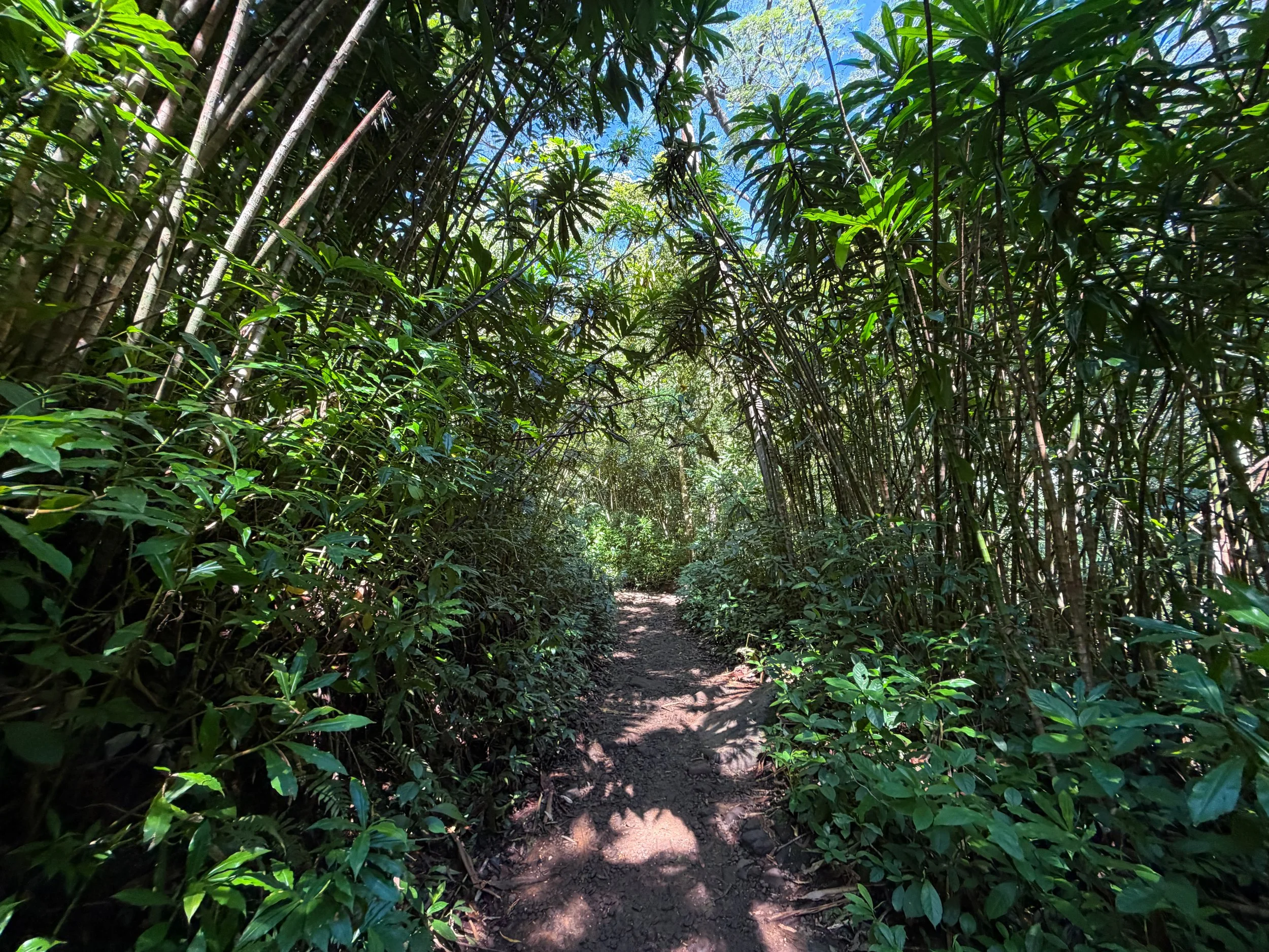 Manoa Falls Trail Oahu Hawaii