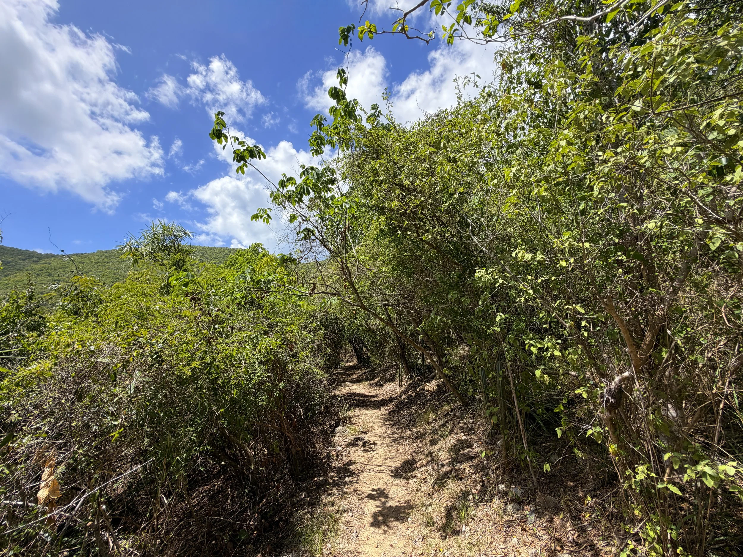 LEsperance Trail to Genti Bay Virgin Islands National Park