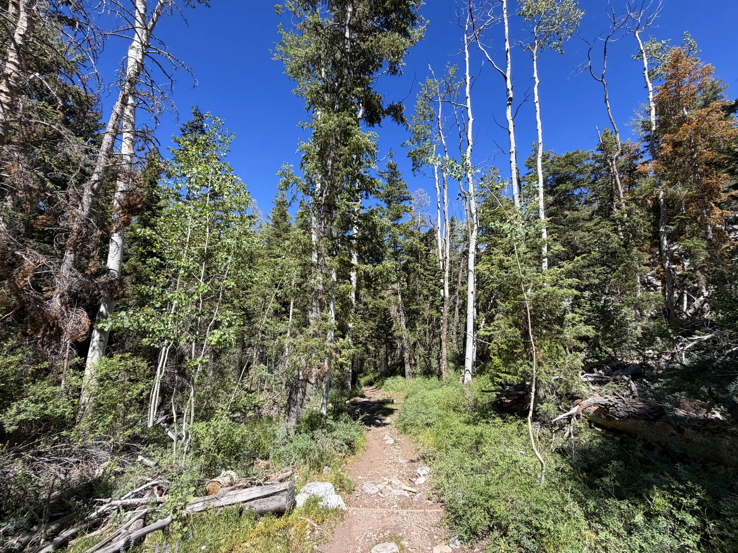 Baker Creek Loop Hike Great Basin National Park Nevada