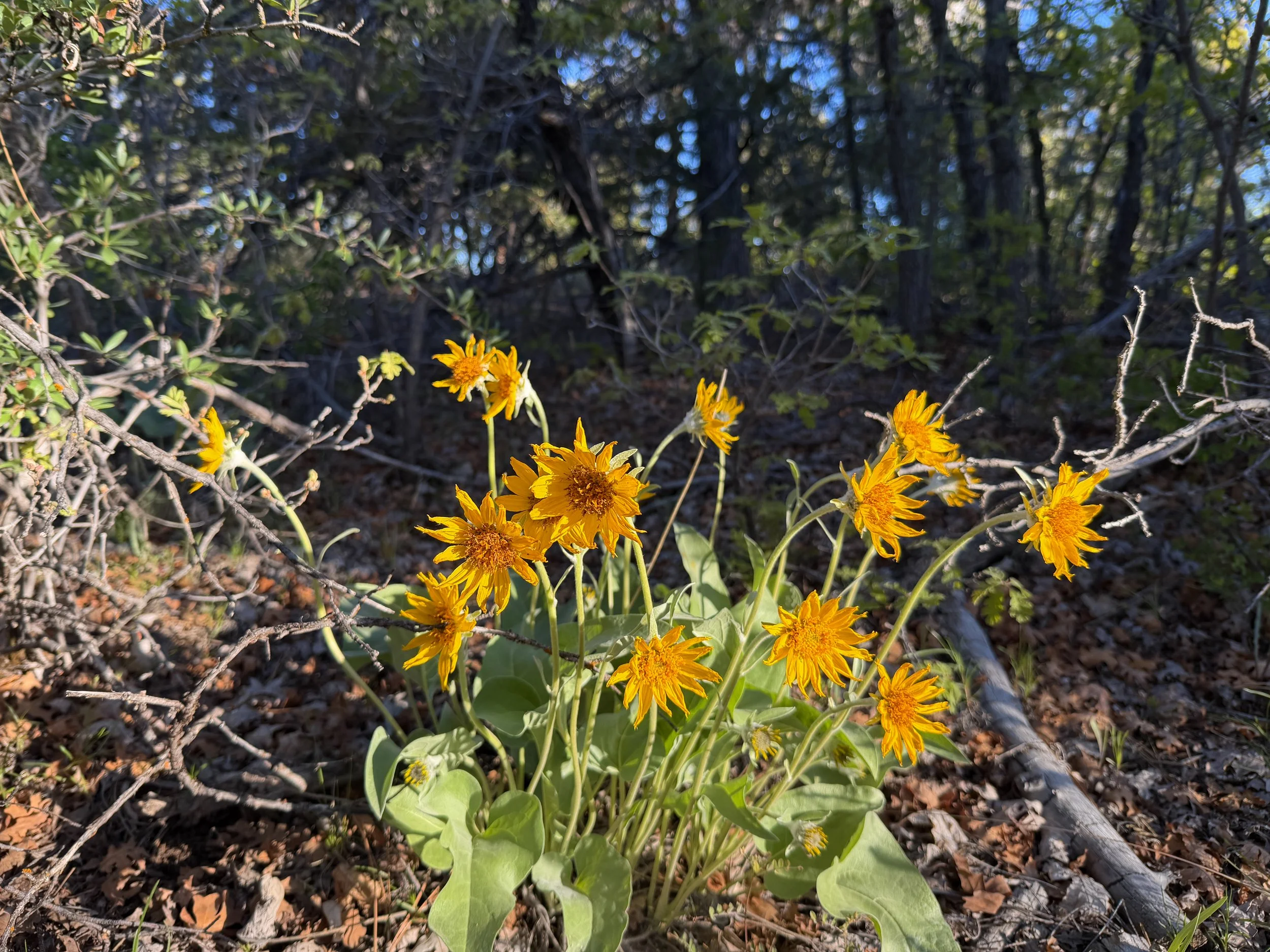 Oregon Sunflower Balsamorhiza sagittata