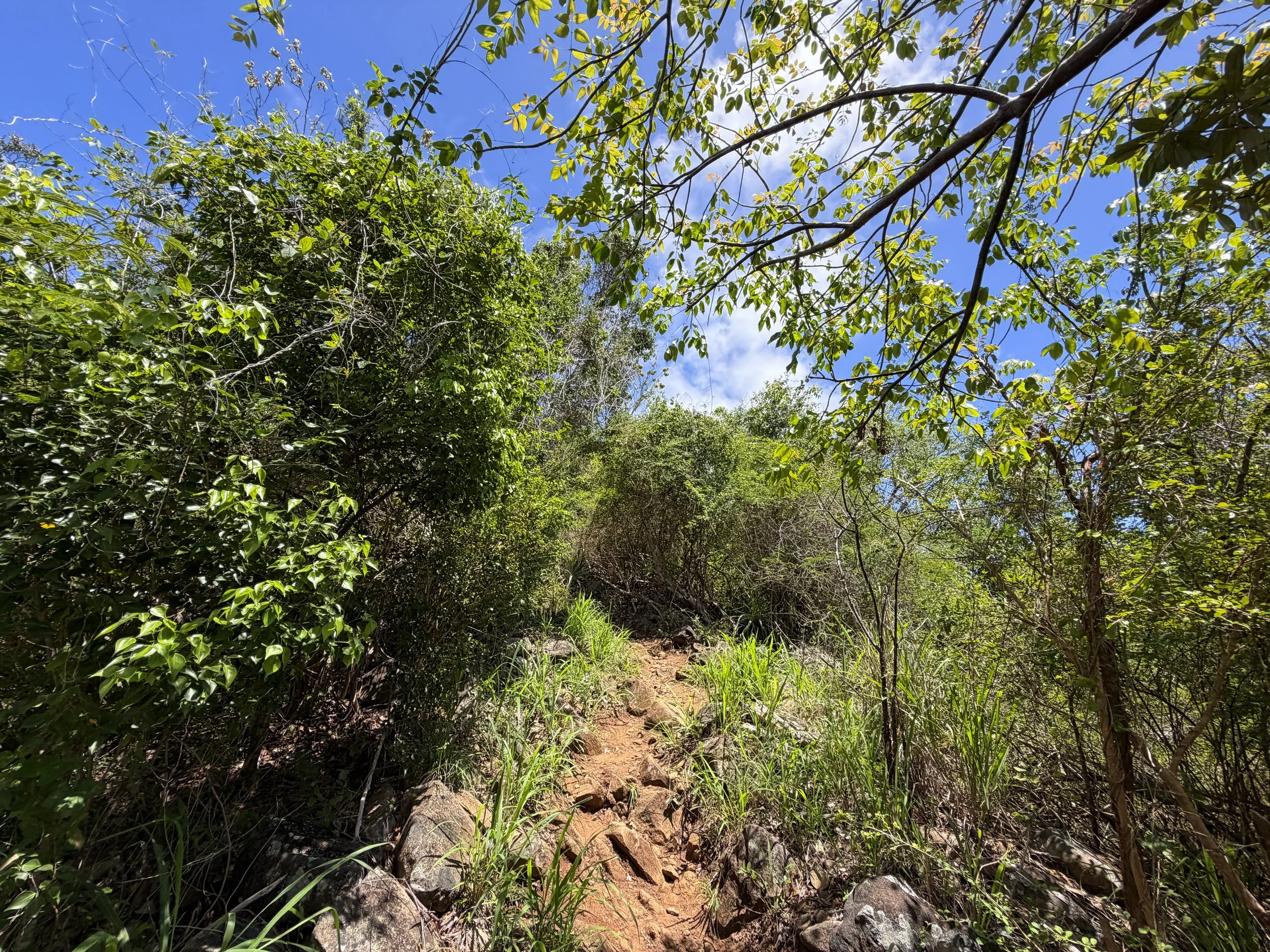 Caneel Hill Hike Virgin Islands National Park