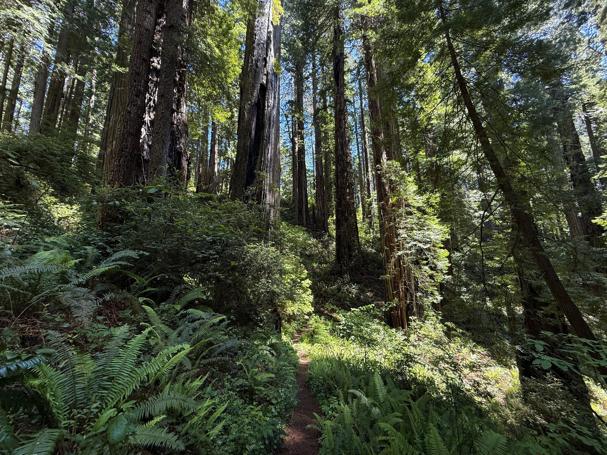 Ten Taypo–Hope Creek Loop Trail Prairie Creek Redwoods State Park California