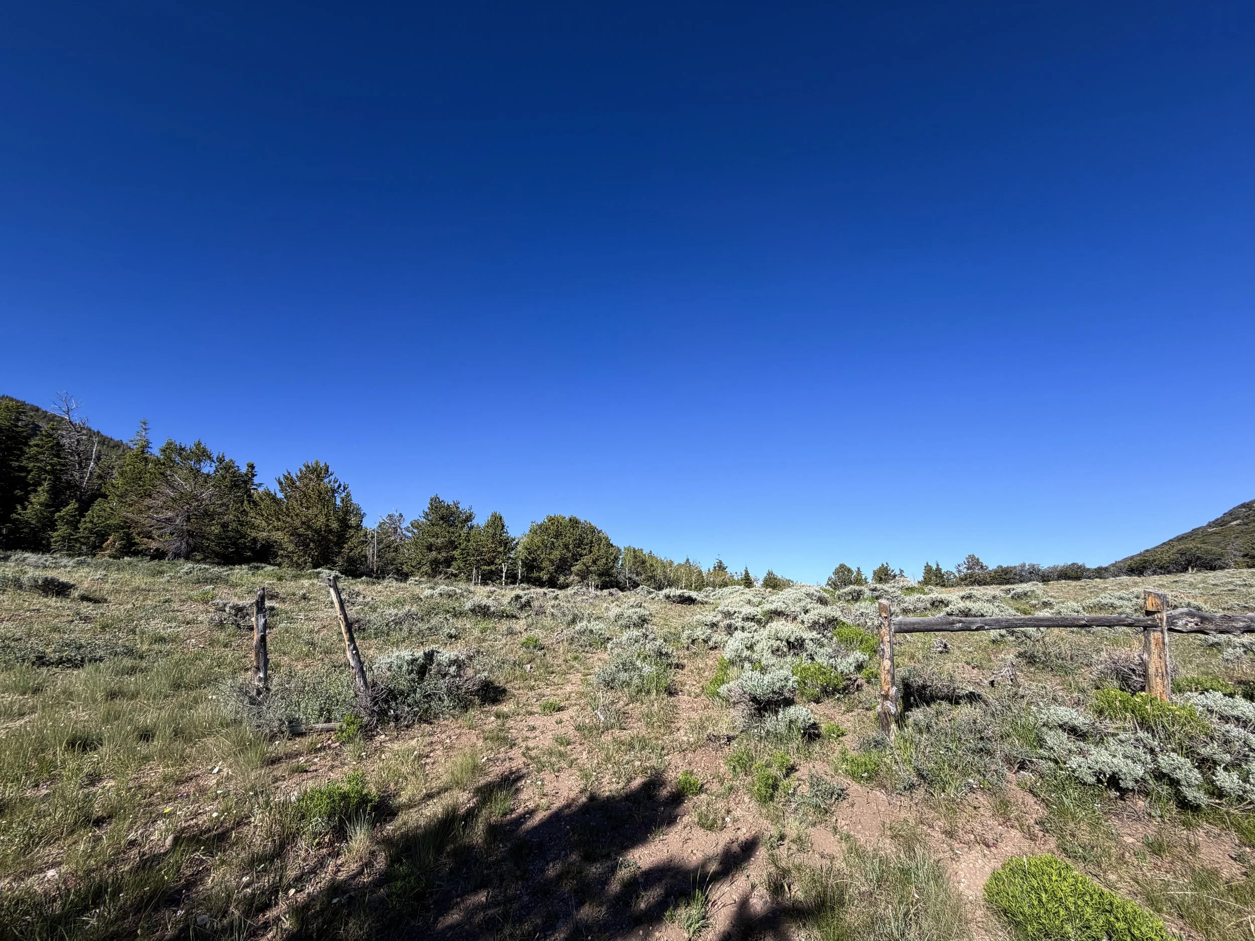 End of Upper Strawberry Trail Great Basin National Park Nevada