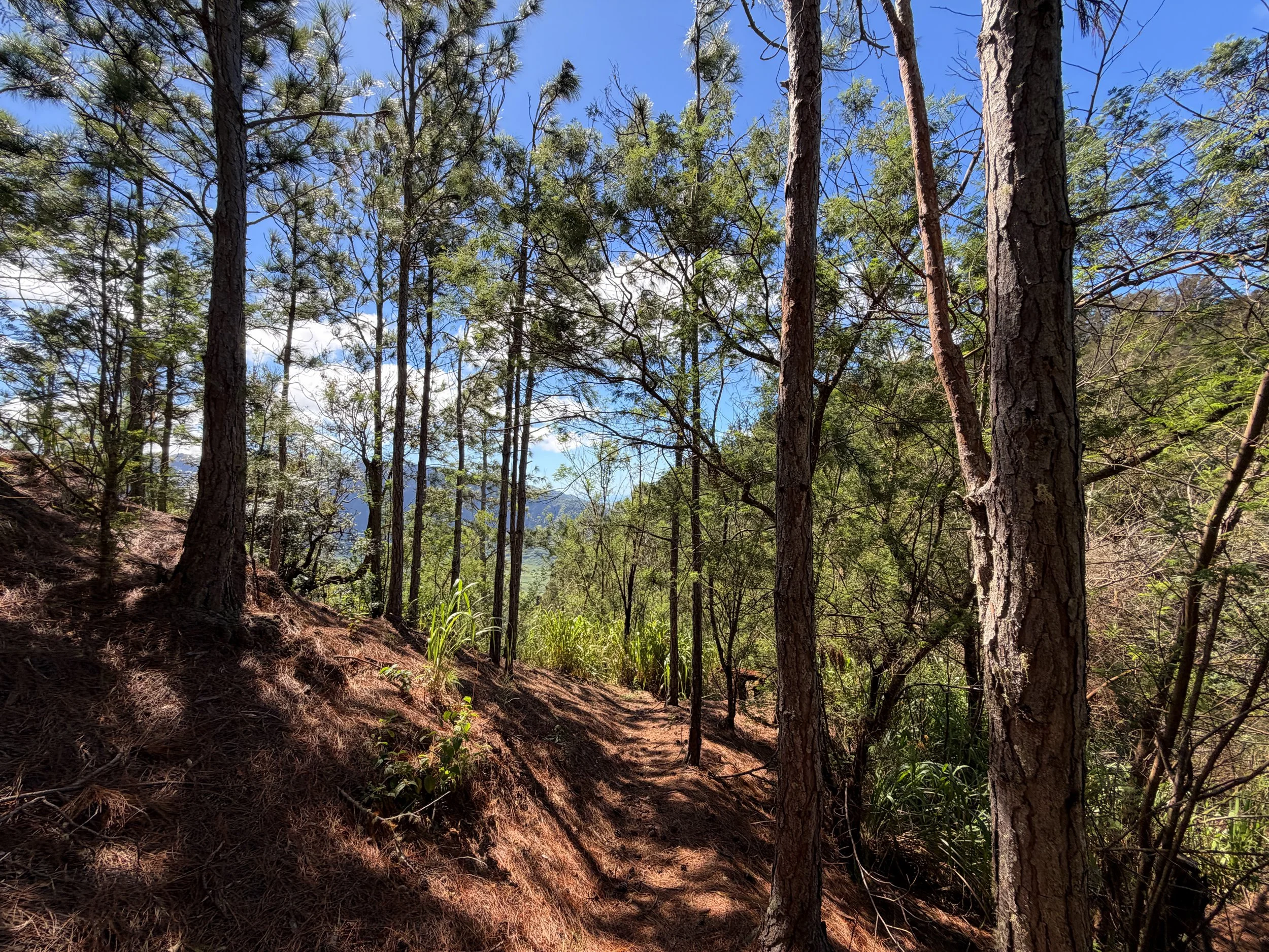 Kuaokala Trail Oahu Hawaii