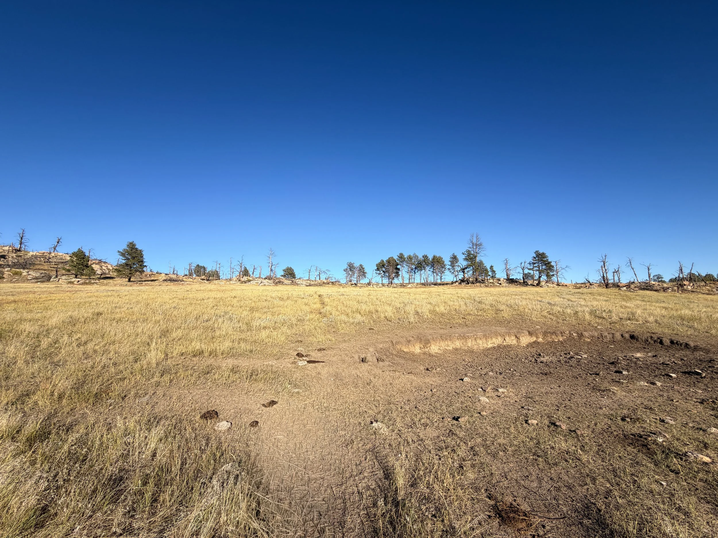 Bison Mud Pit Boland Ridge Trail Wind Cave National Park South Dakota