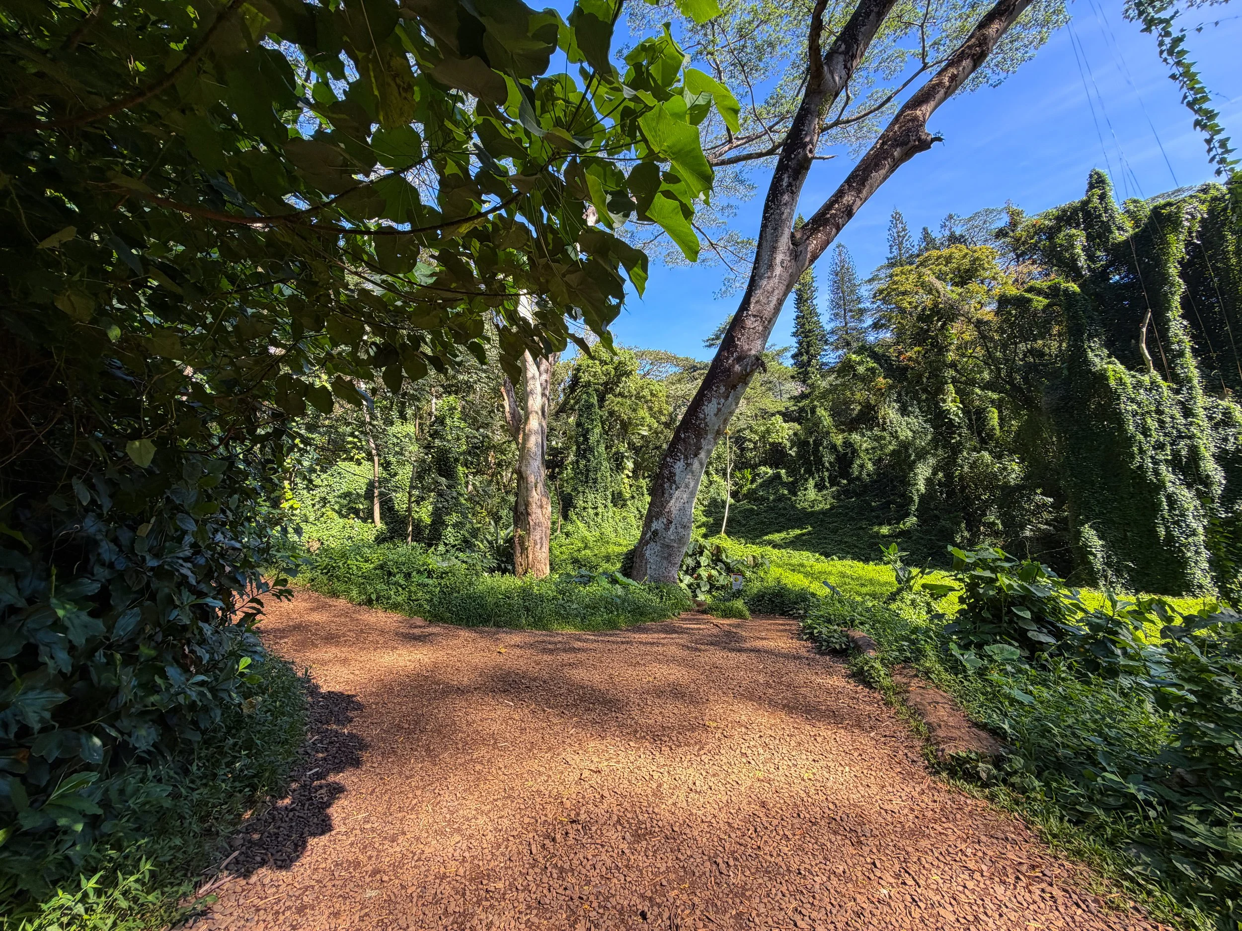 Manoa Falls Trail Oahu Hawaii