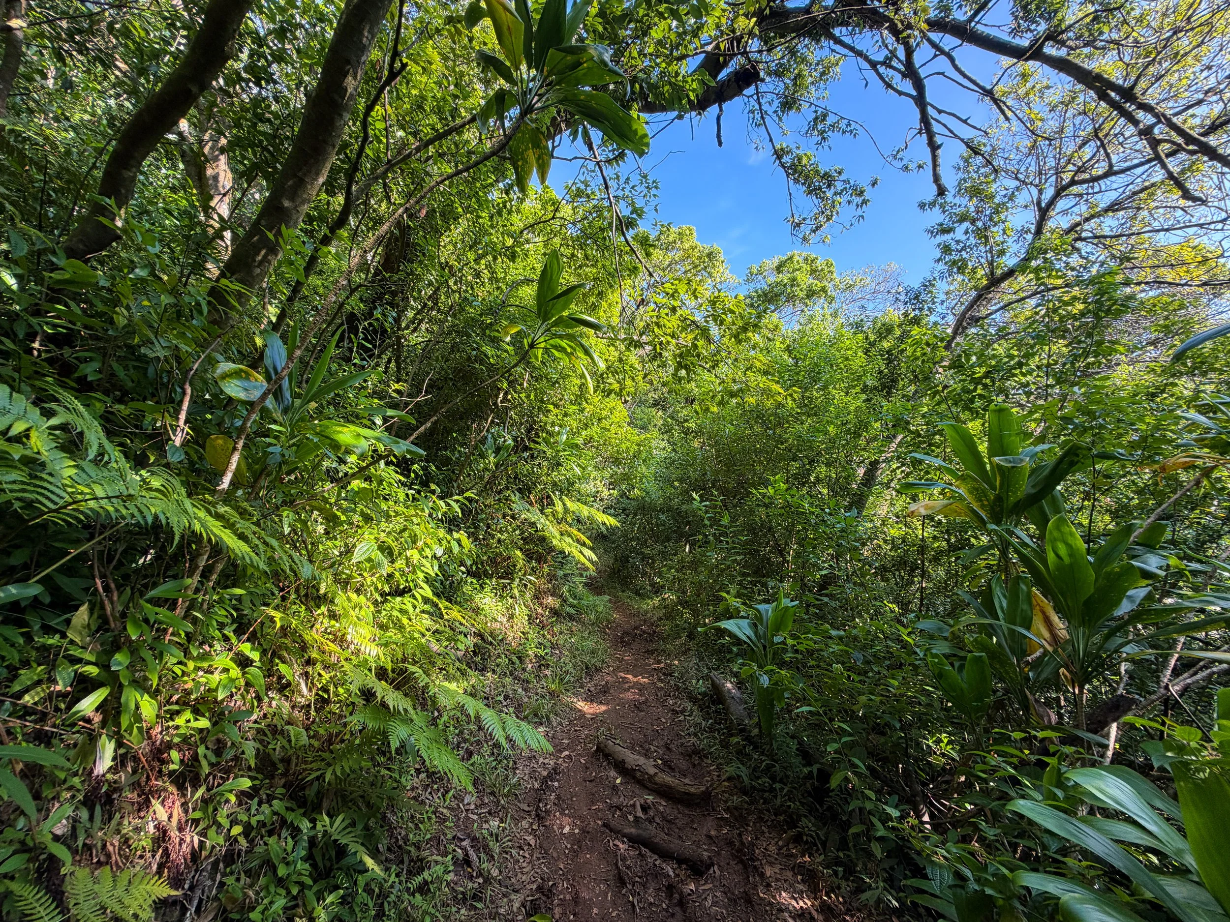 Nuuanu Trail Oahu Hawaii