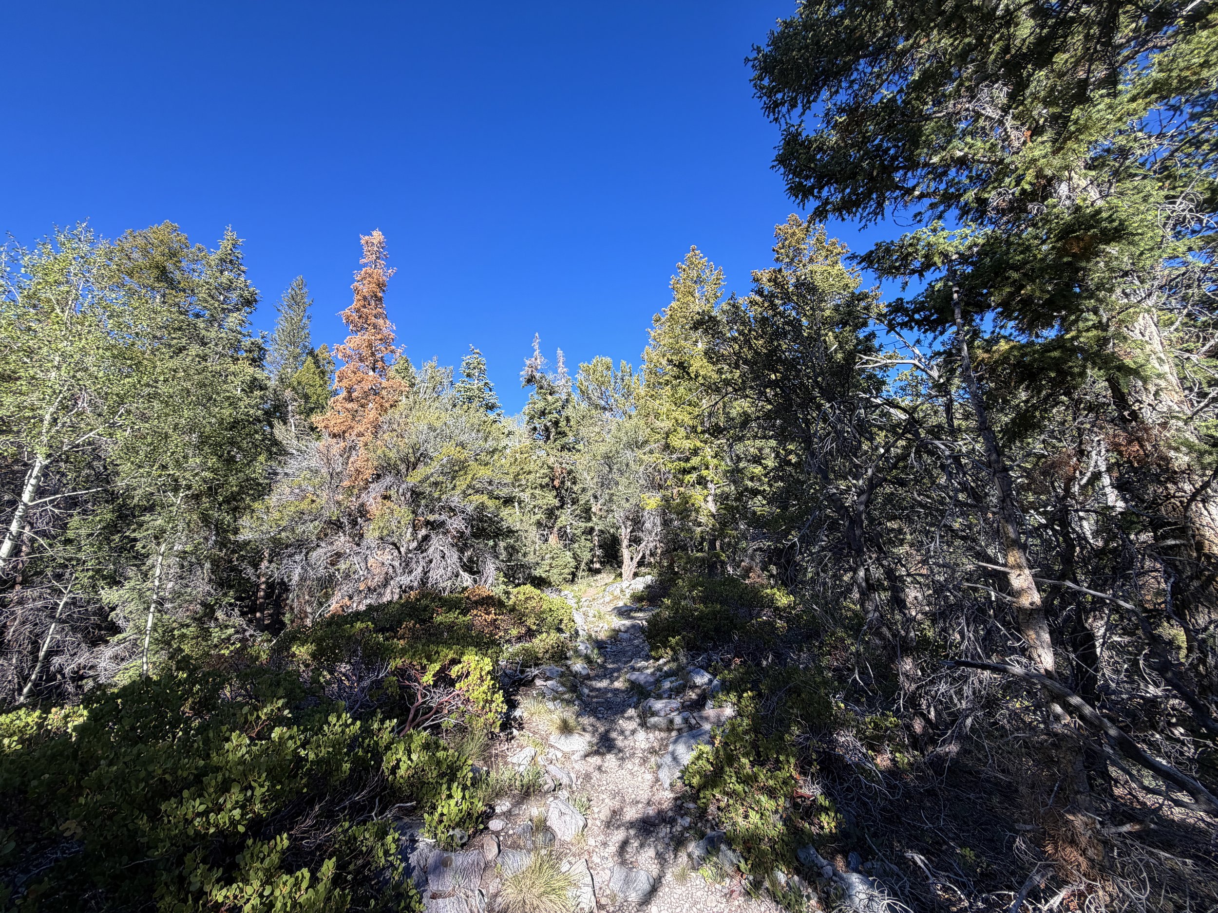 Lehman Creek Trail Great Basin National Park Nevada