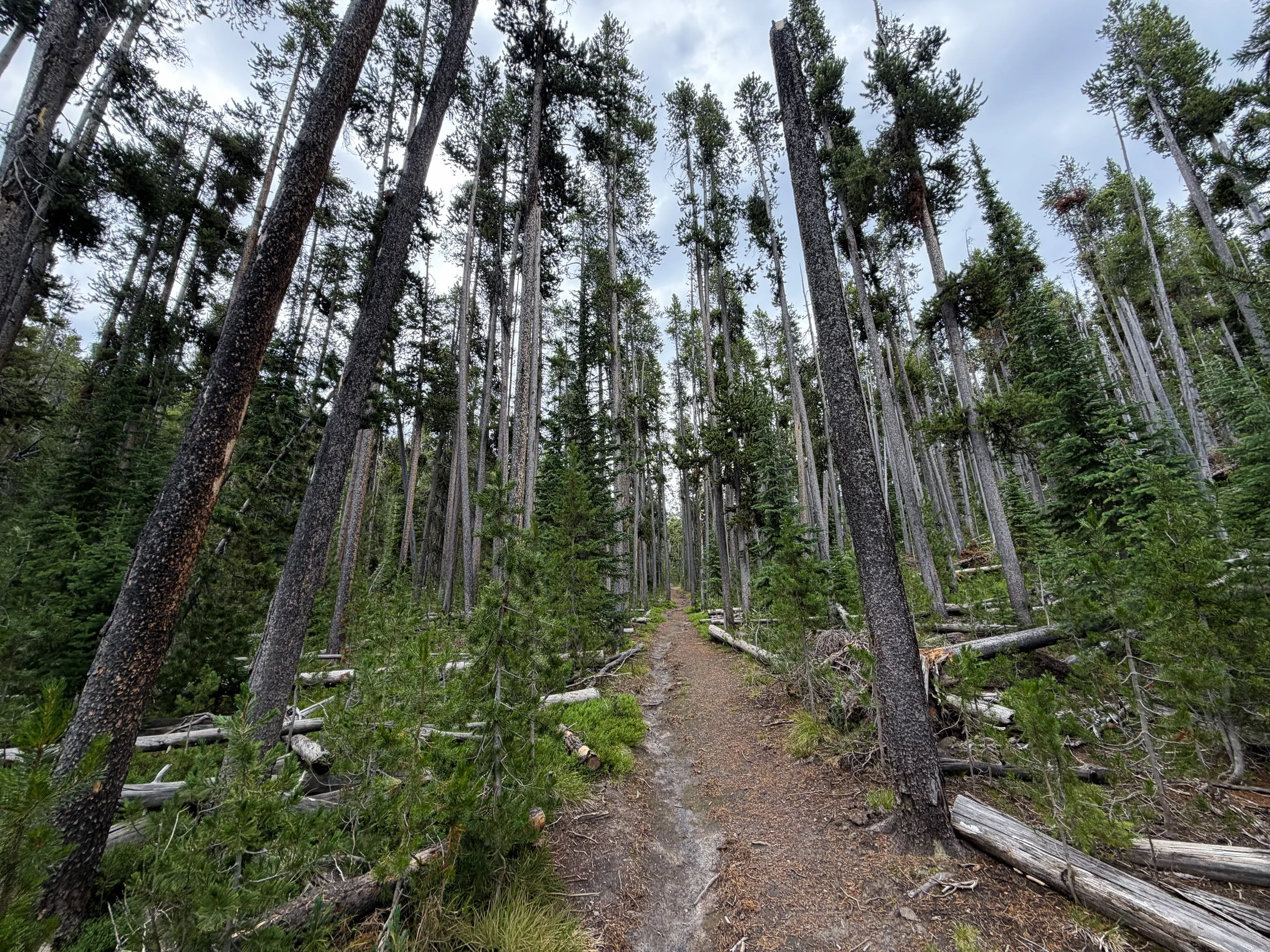 Divide Mountain Trail Yellowstone National Park Wyoming