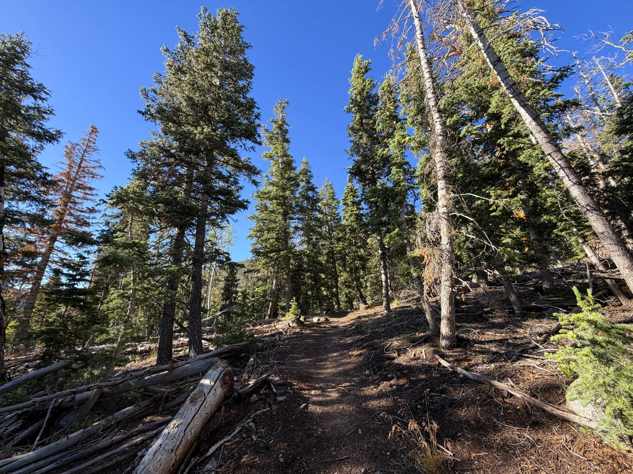 Snake Creek Overlook Loop Trail Great Basin National Park Nevada