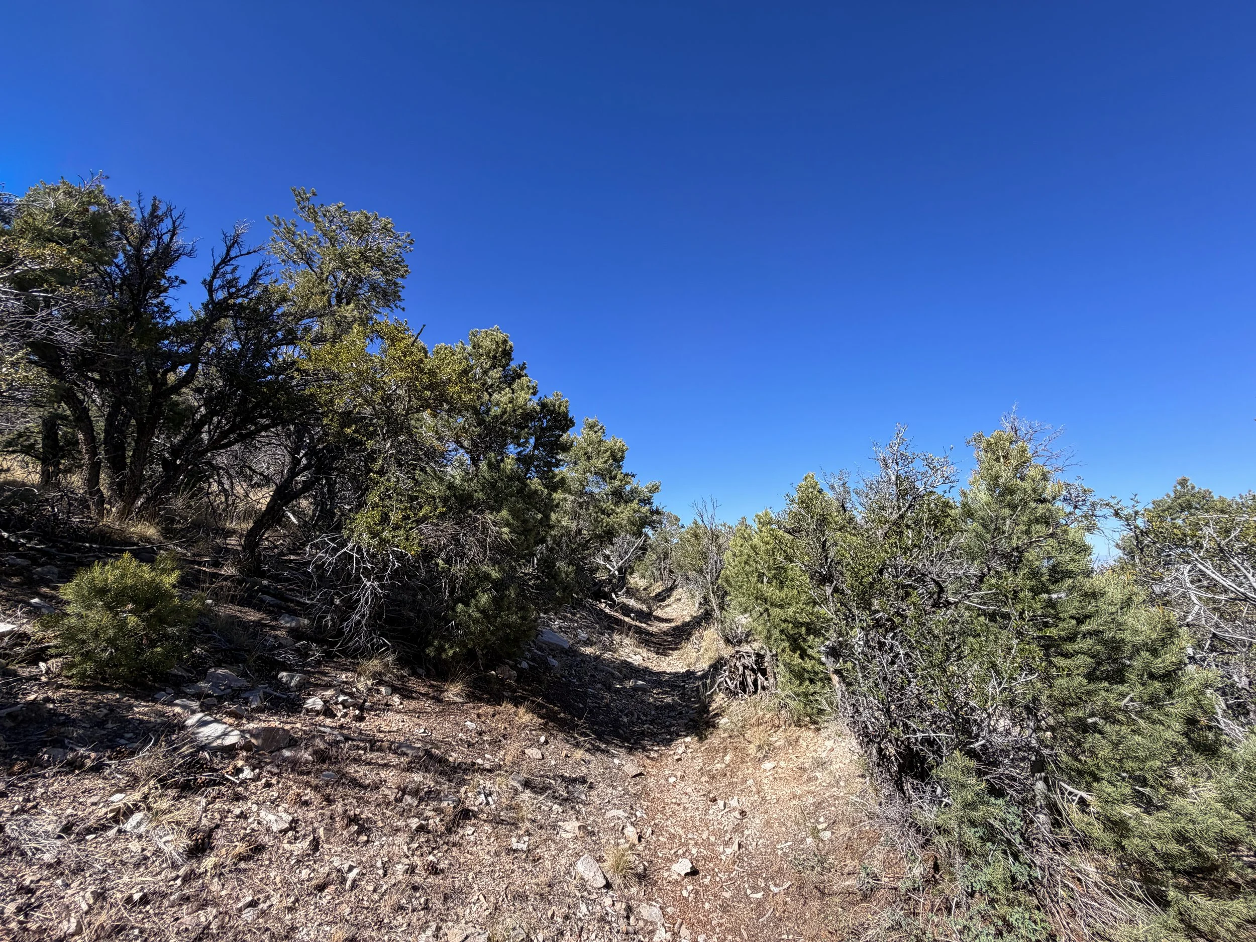 Osceola Ditch Trail Great Basin National Park Nevada
