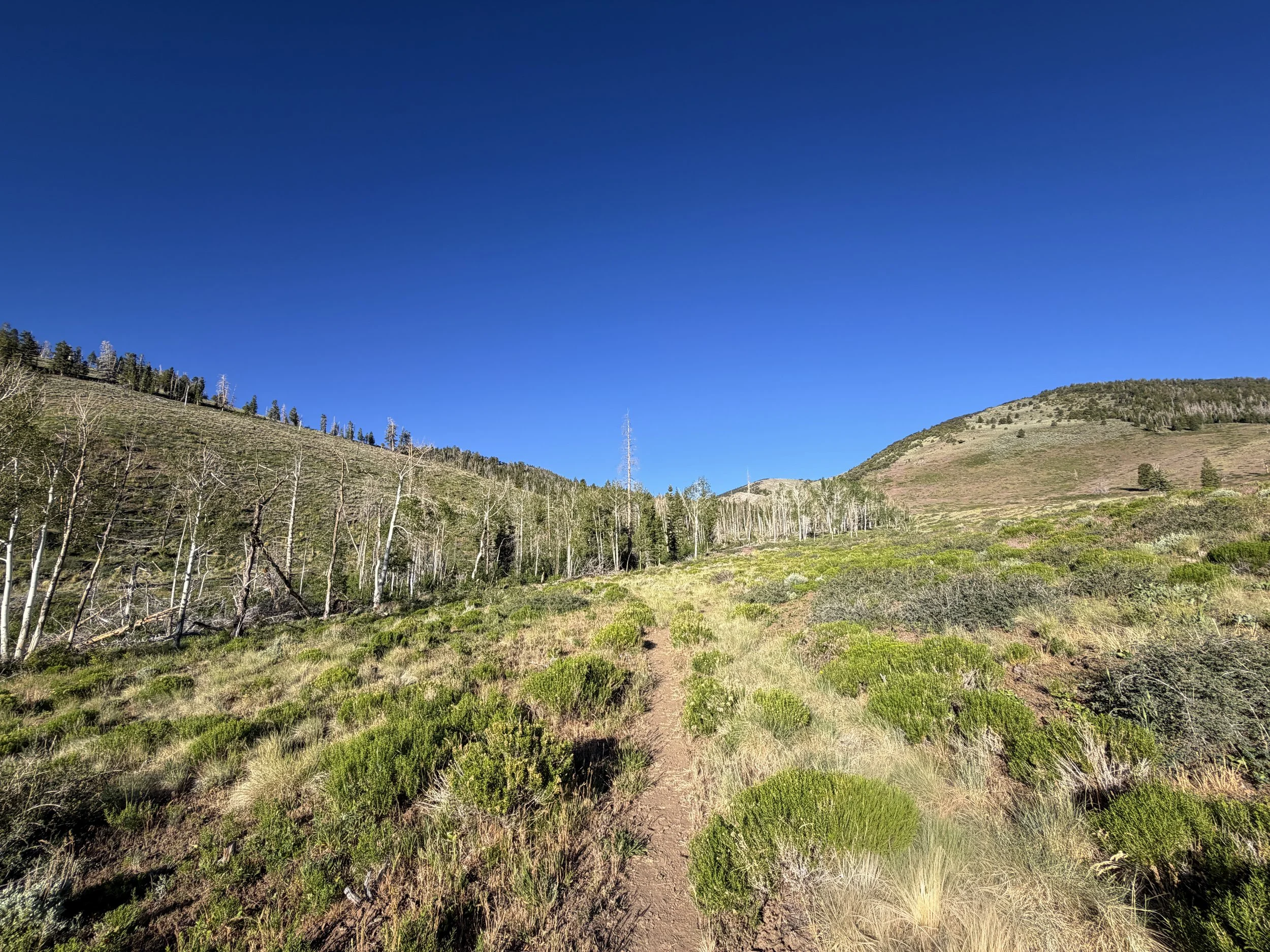 Upper Strawberry Trail Great Basin National Park Nevada