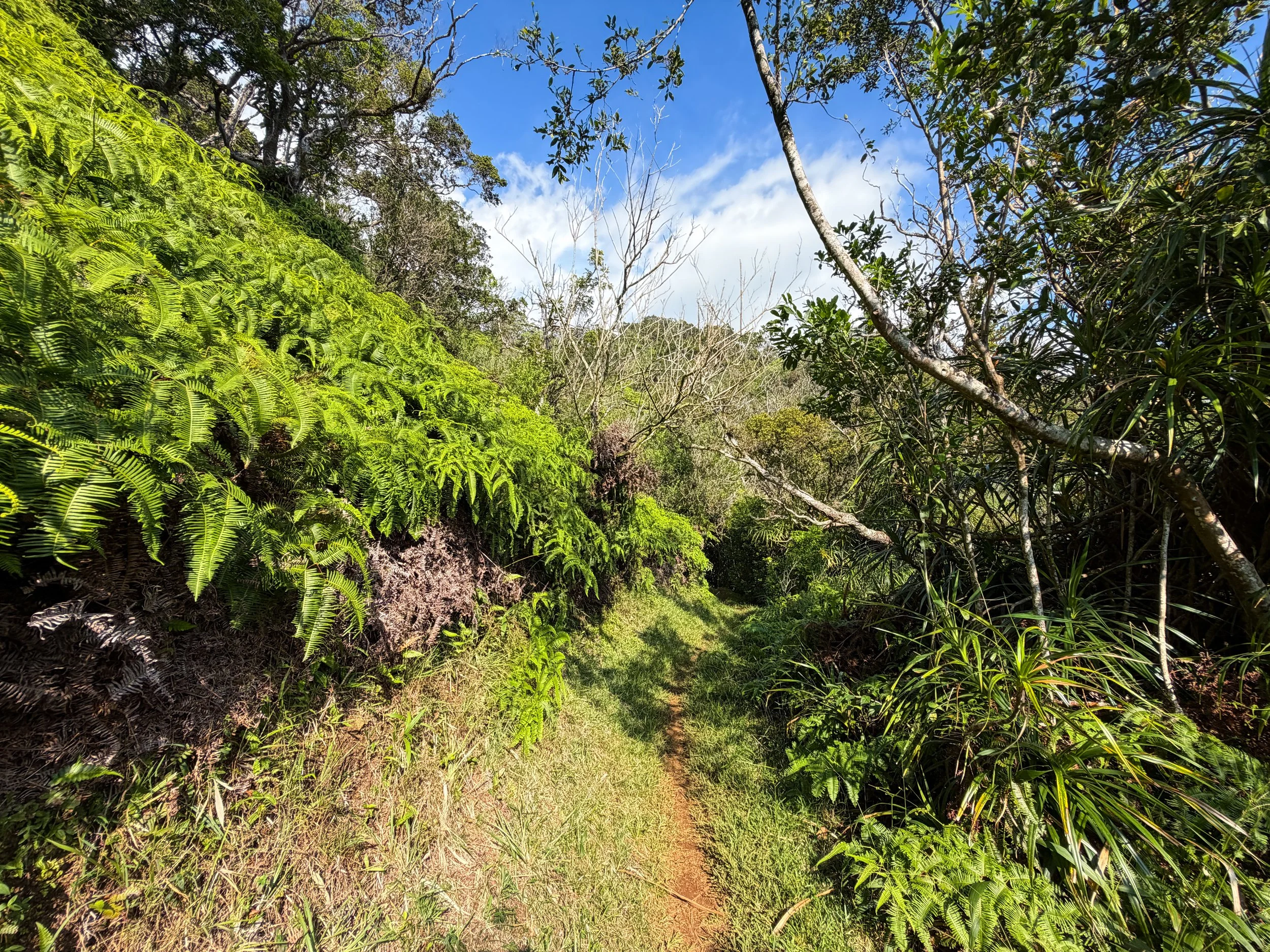 Nuuanu Trail Oahu Hawaii
