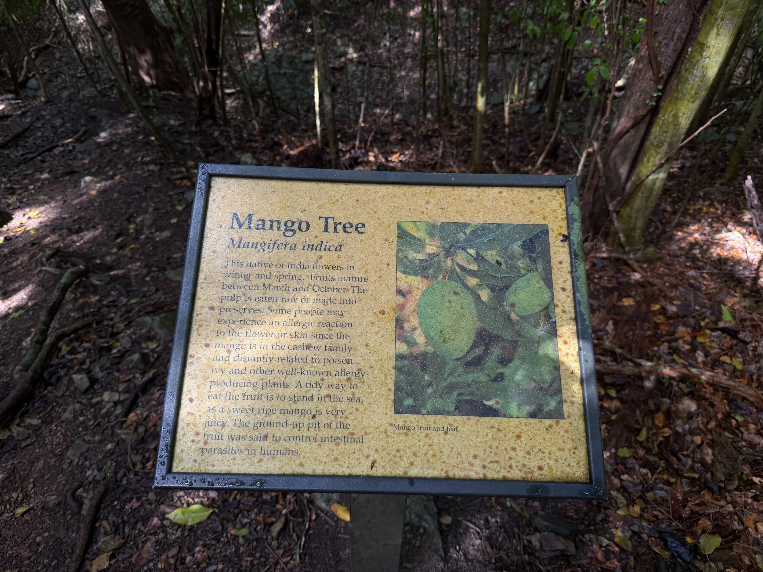 Cinnamon Bay Loop Trail Virgin Islands National Park