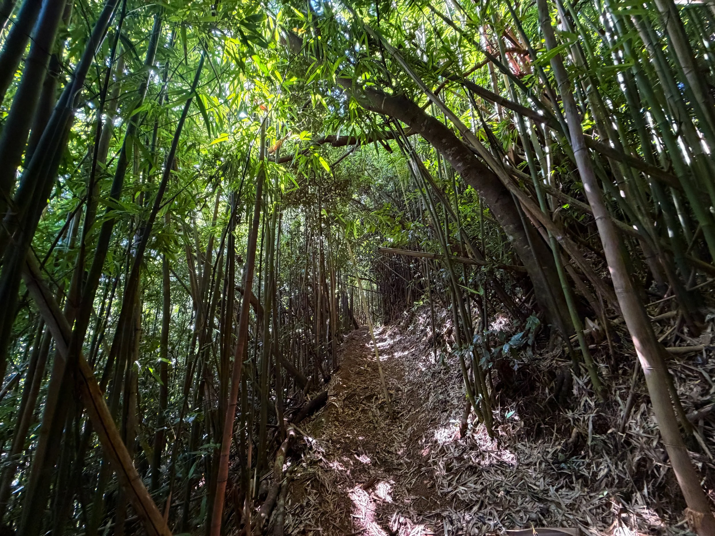 Aihualama Trail Oahu Hawaii