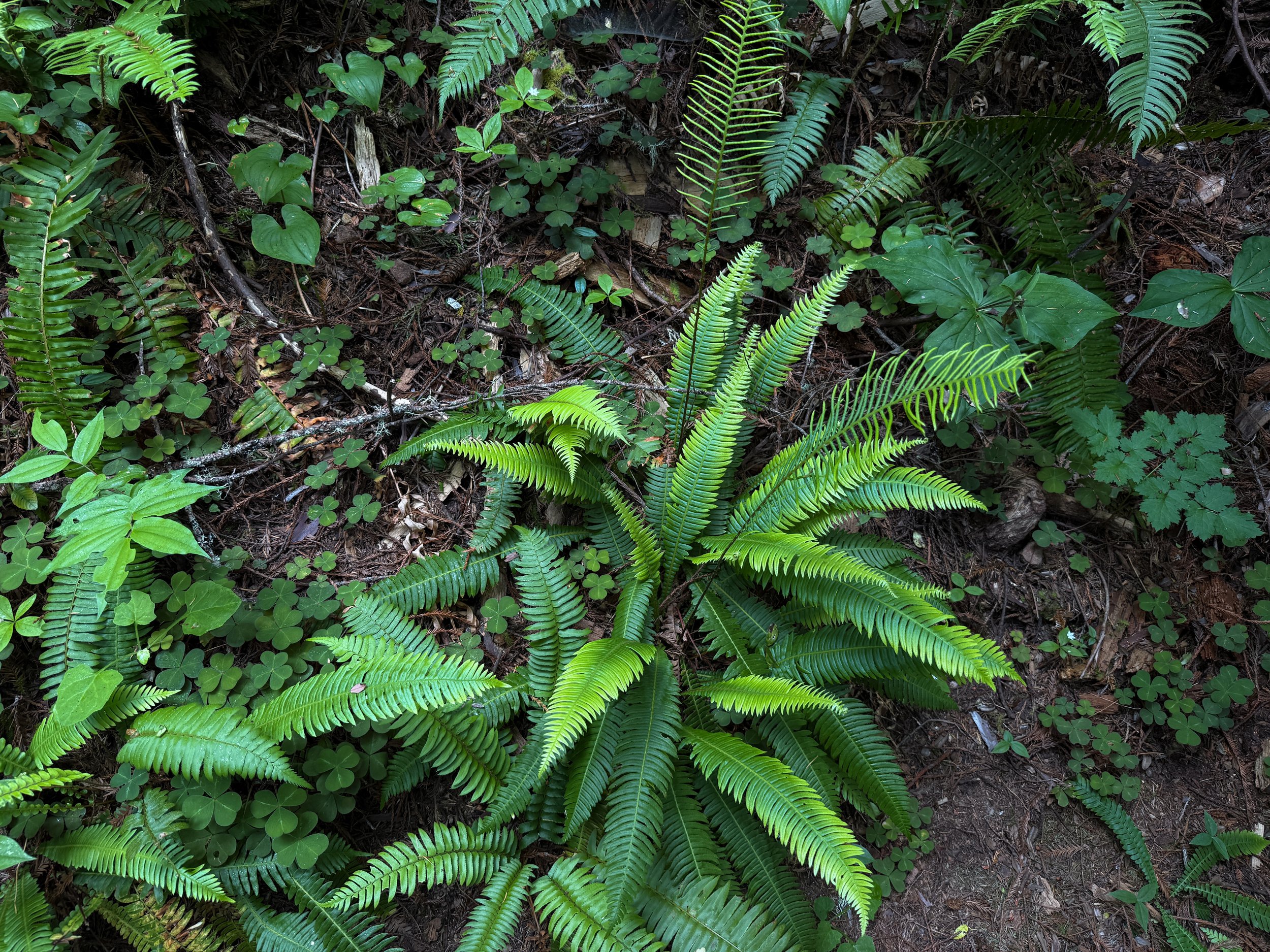 Western Sword Fern Polystichum munitum