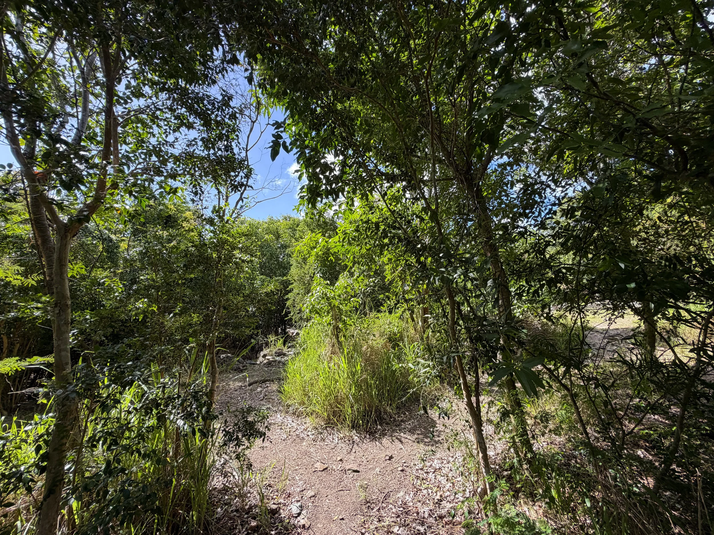Great Sieben Trail Virgin Islands National Park