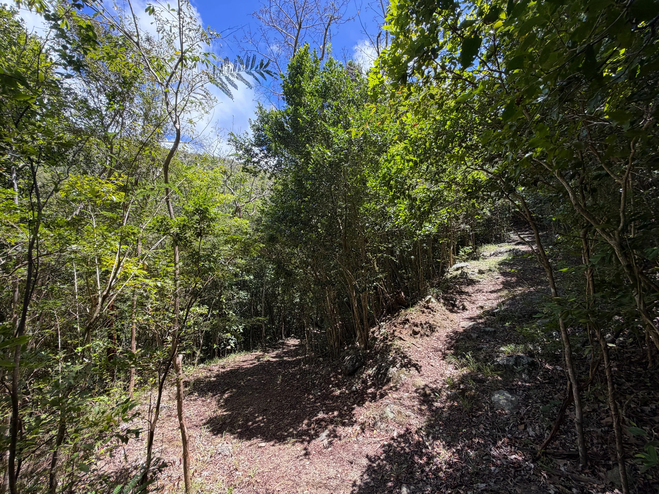 Caneel Hill Trail Virgin Islands National Park