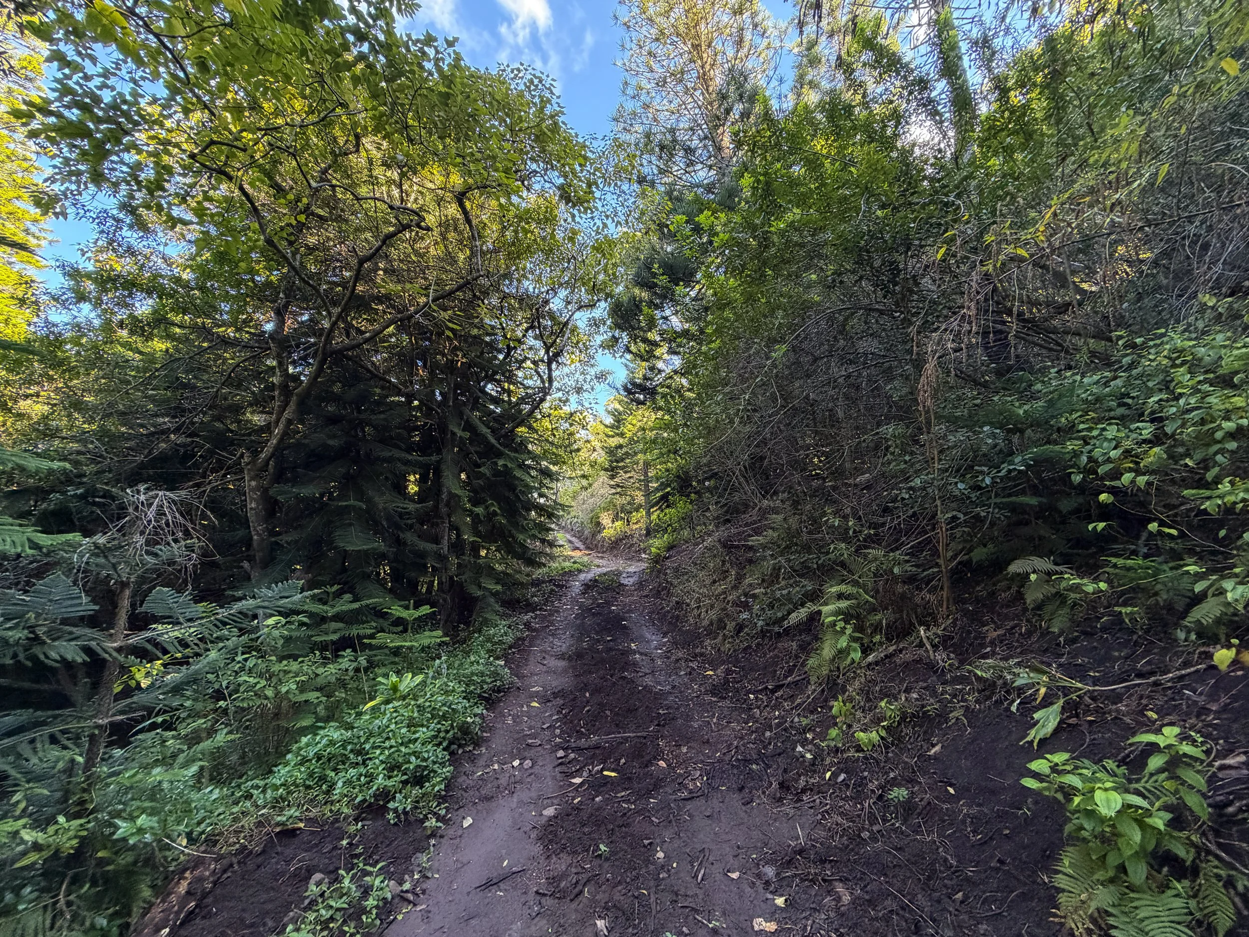 Peacock Flats Road to Mokuleia Trail Oahu Hawaii