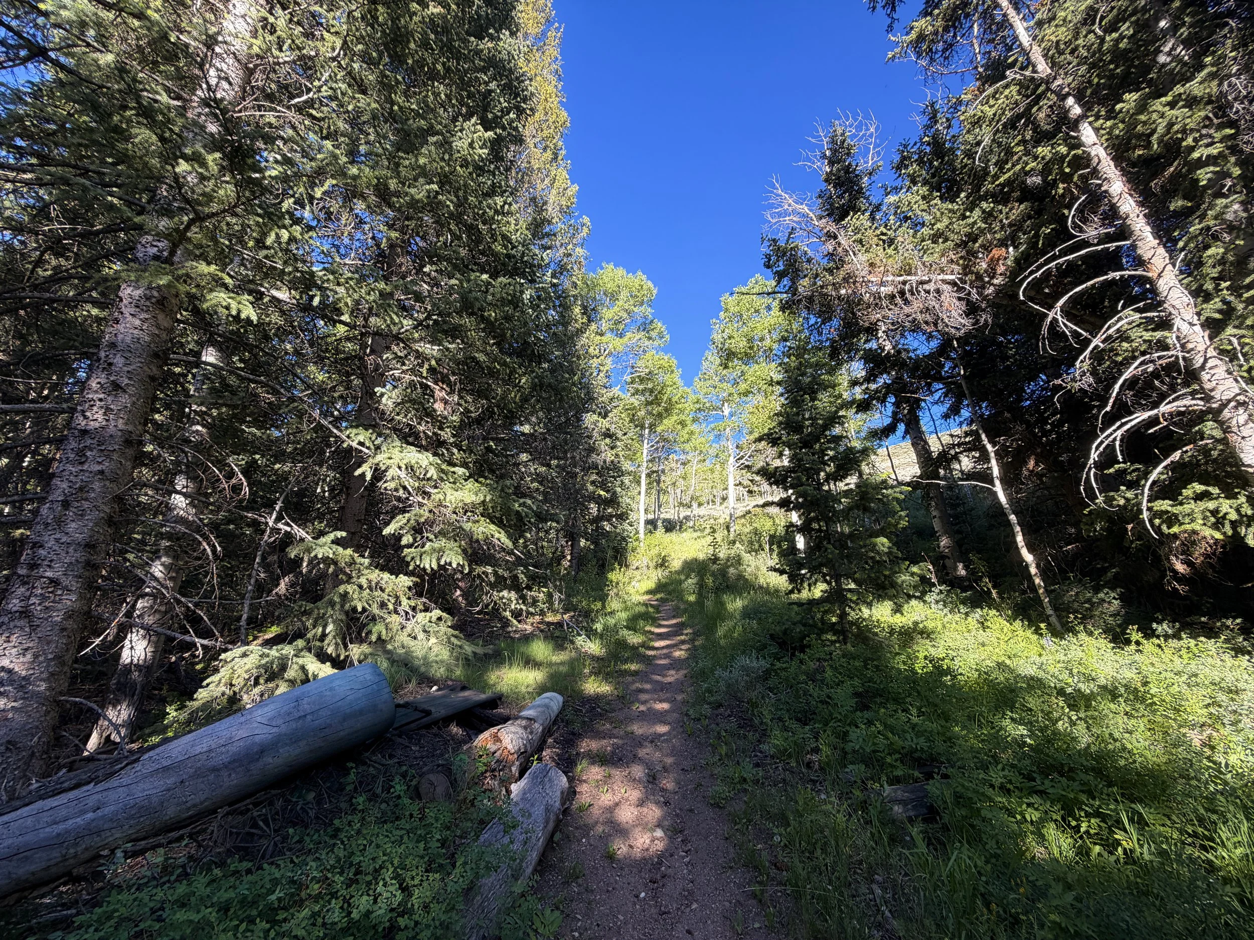 Upper Strawberry Creek Trail Great Basin National Park Nevada