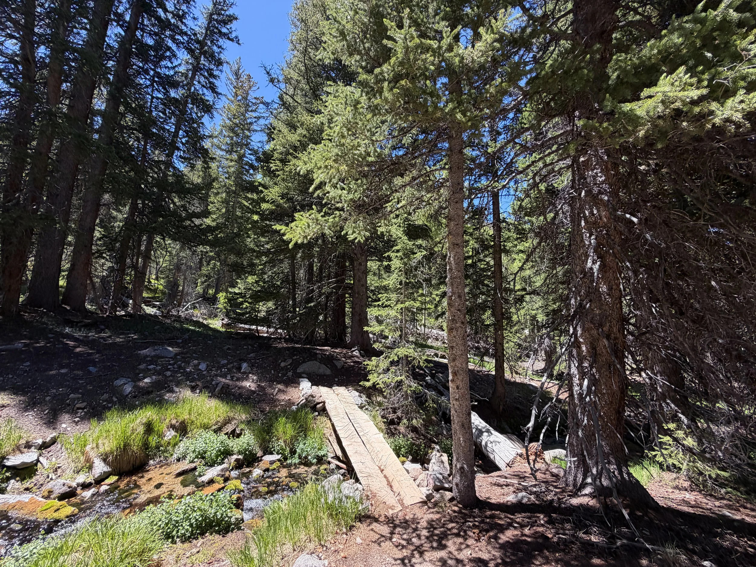 Timber Creek Loop Trail Great Basin National Park Nevada