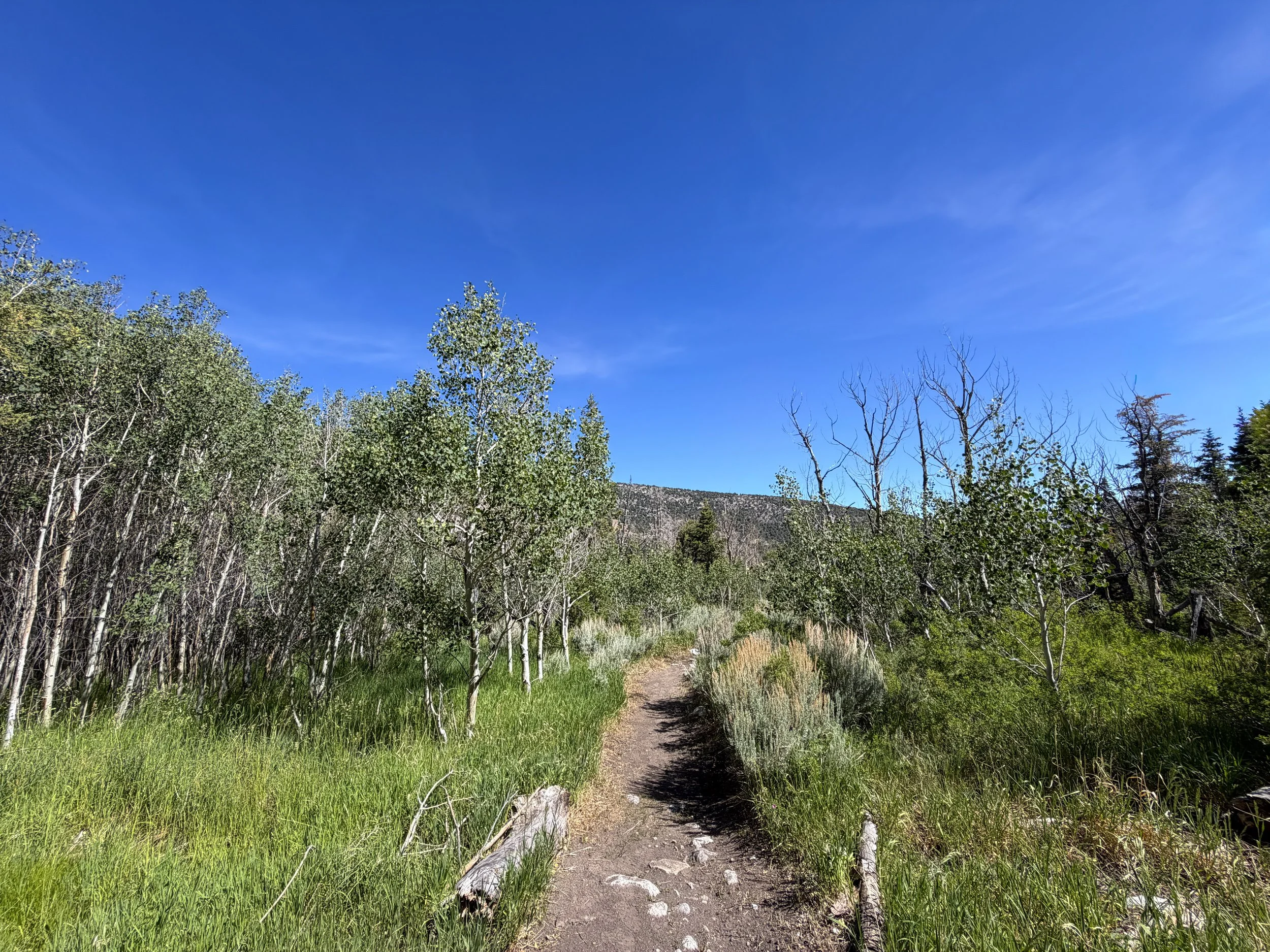 Pole Canyon Loop Trail Great Basin National Park Nevada