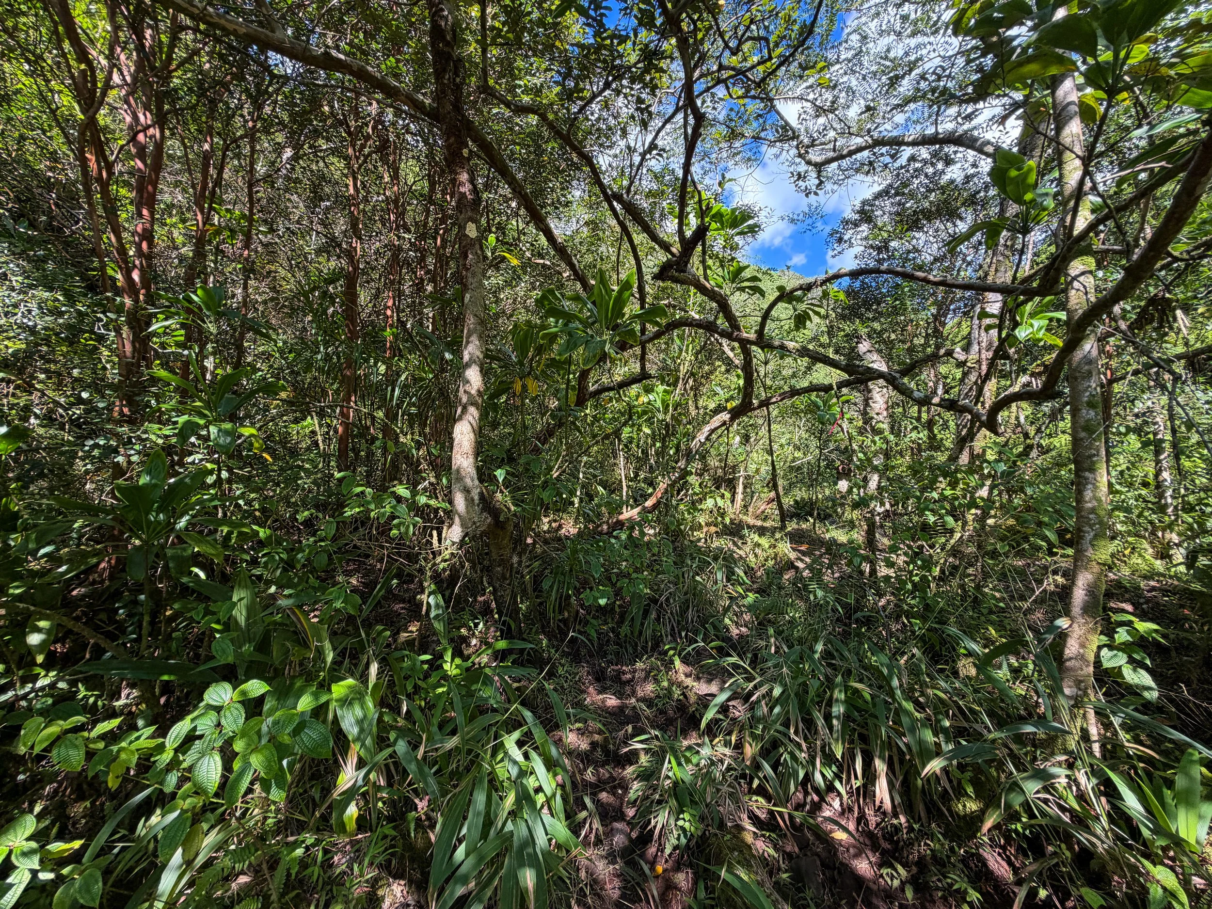 Kaau Crater Trail Oahu Hawaii