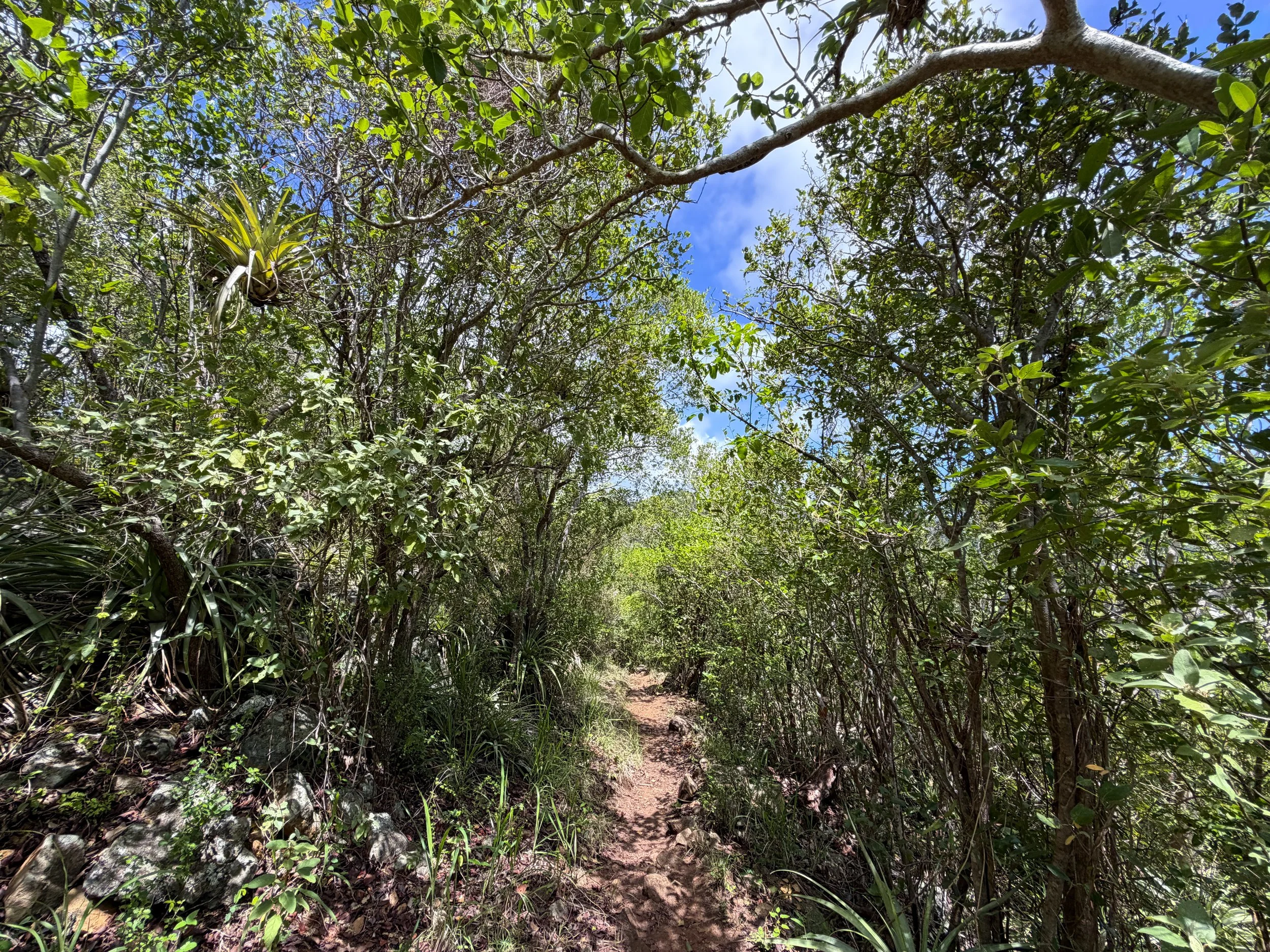 Caneel Hill Trail to Margaret Hill Virgin Islands National Park