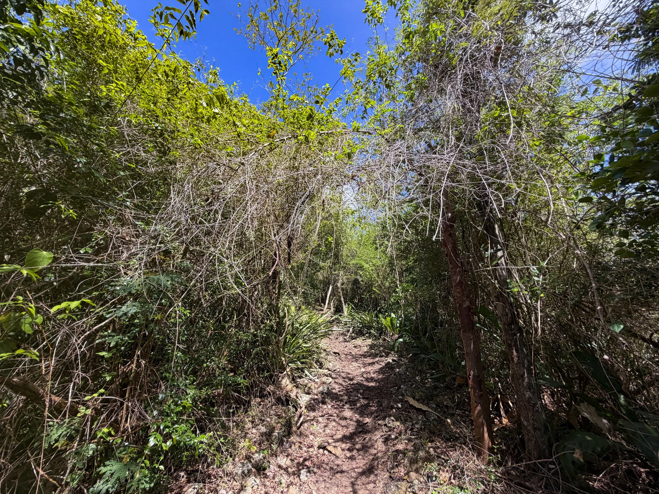 Caneel Hill Hike to Margaret Hill Virgin Islands National Park