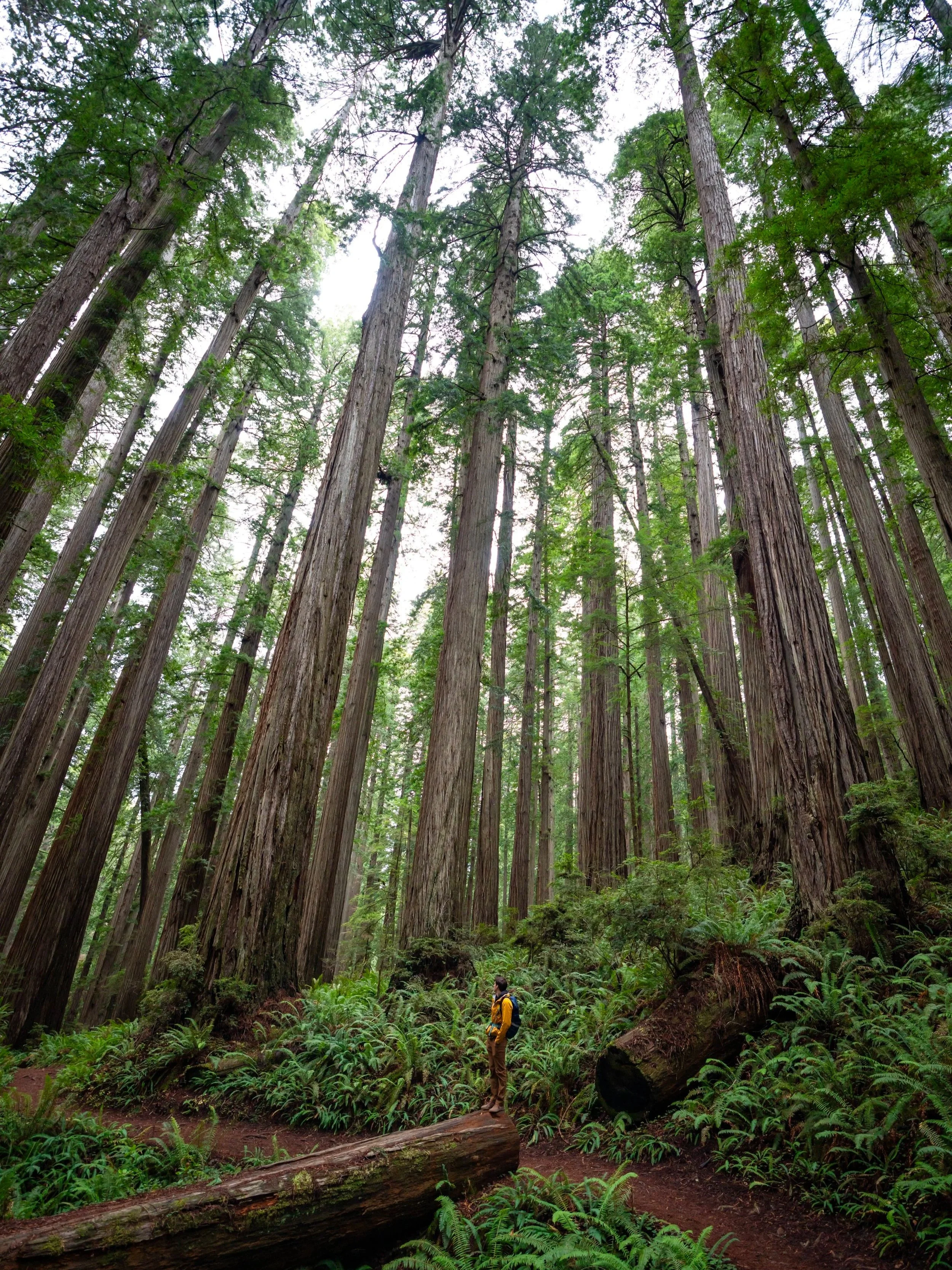 Boy Scout Tree Trail Jedediah Smith Redwoods State Park California