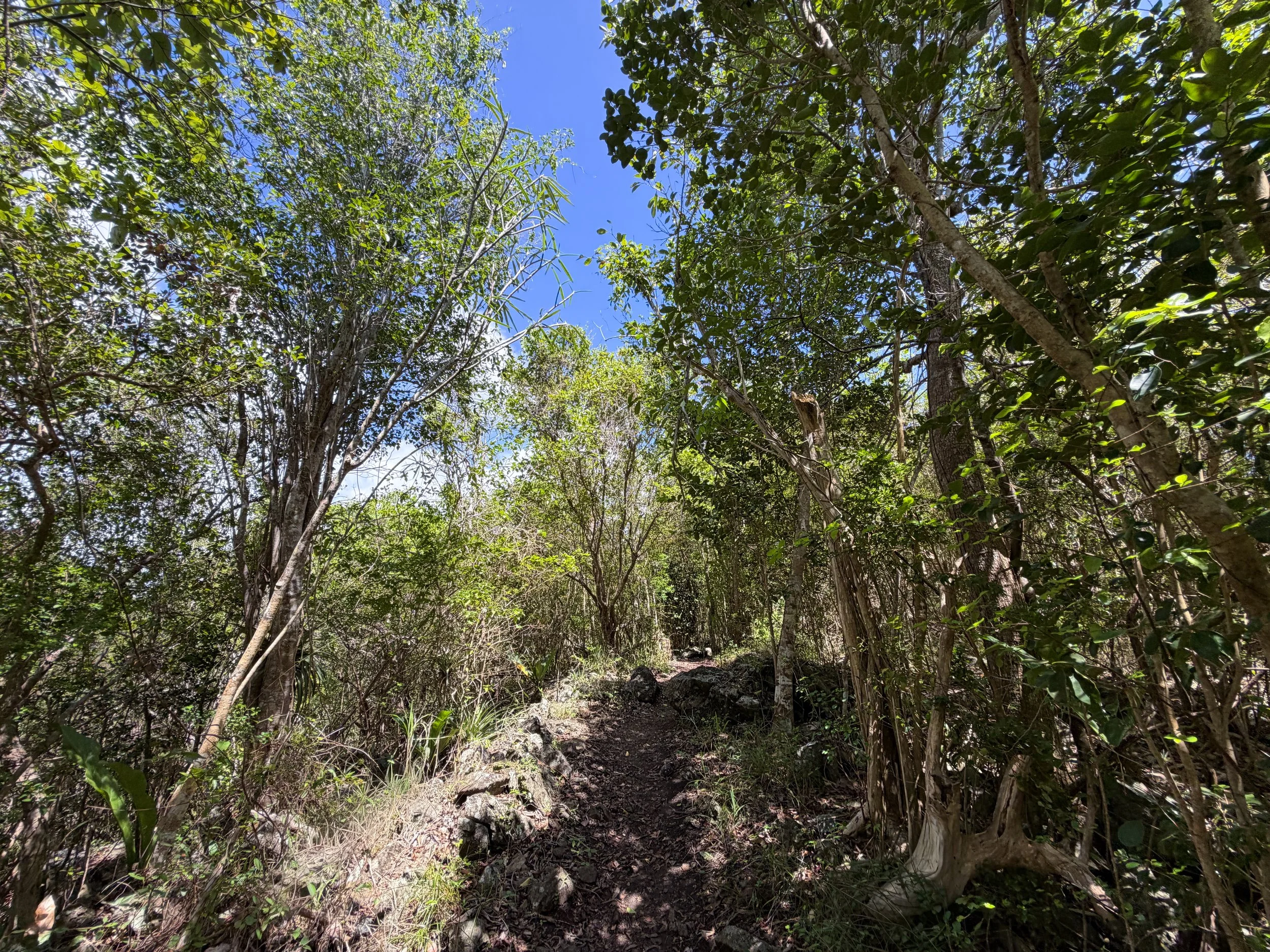 Caneel Hill Trail to Tamarind Tree Trail Virgin Islands National Park
