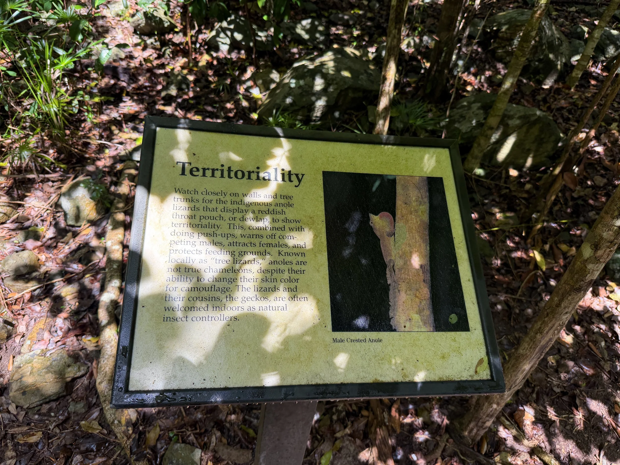 Cinnamon Bay Loop Hike Virgin Islands National Park